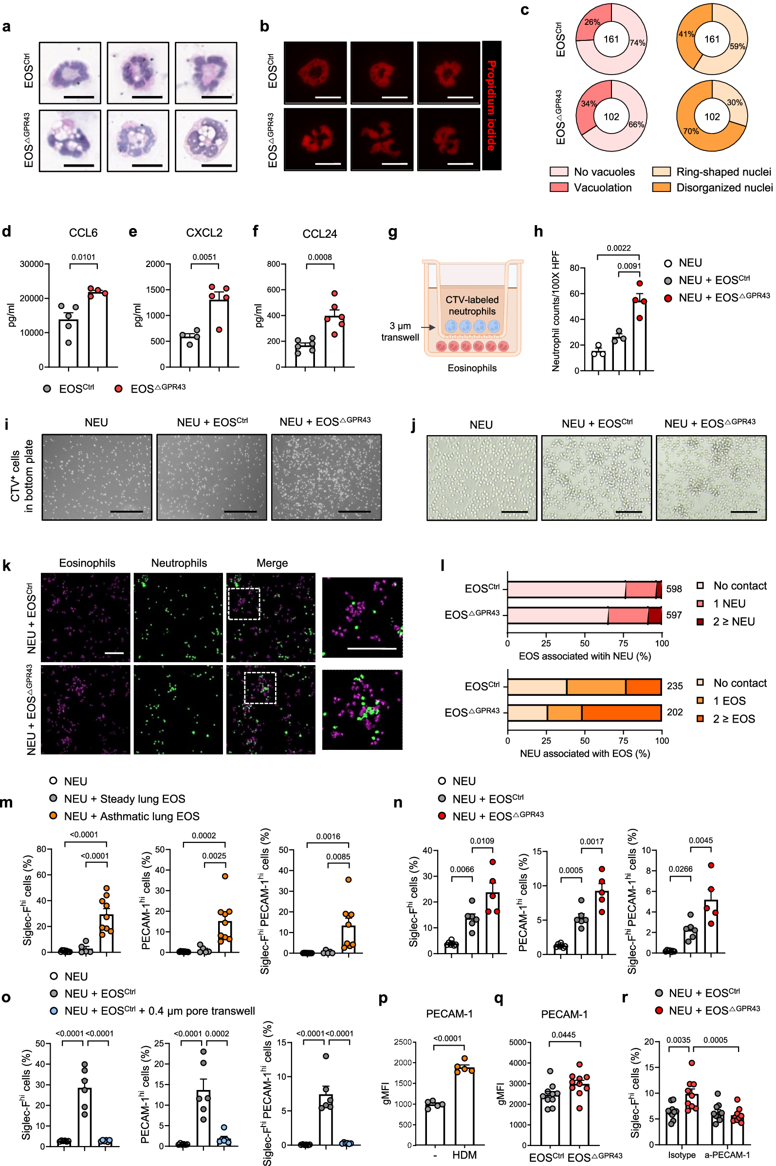 Fig. 4: GPR43-deficient eosinophils attract neutrophils more efficiently and promote the differentiation of Siglec-Fhi neutrophils.