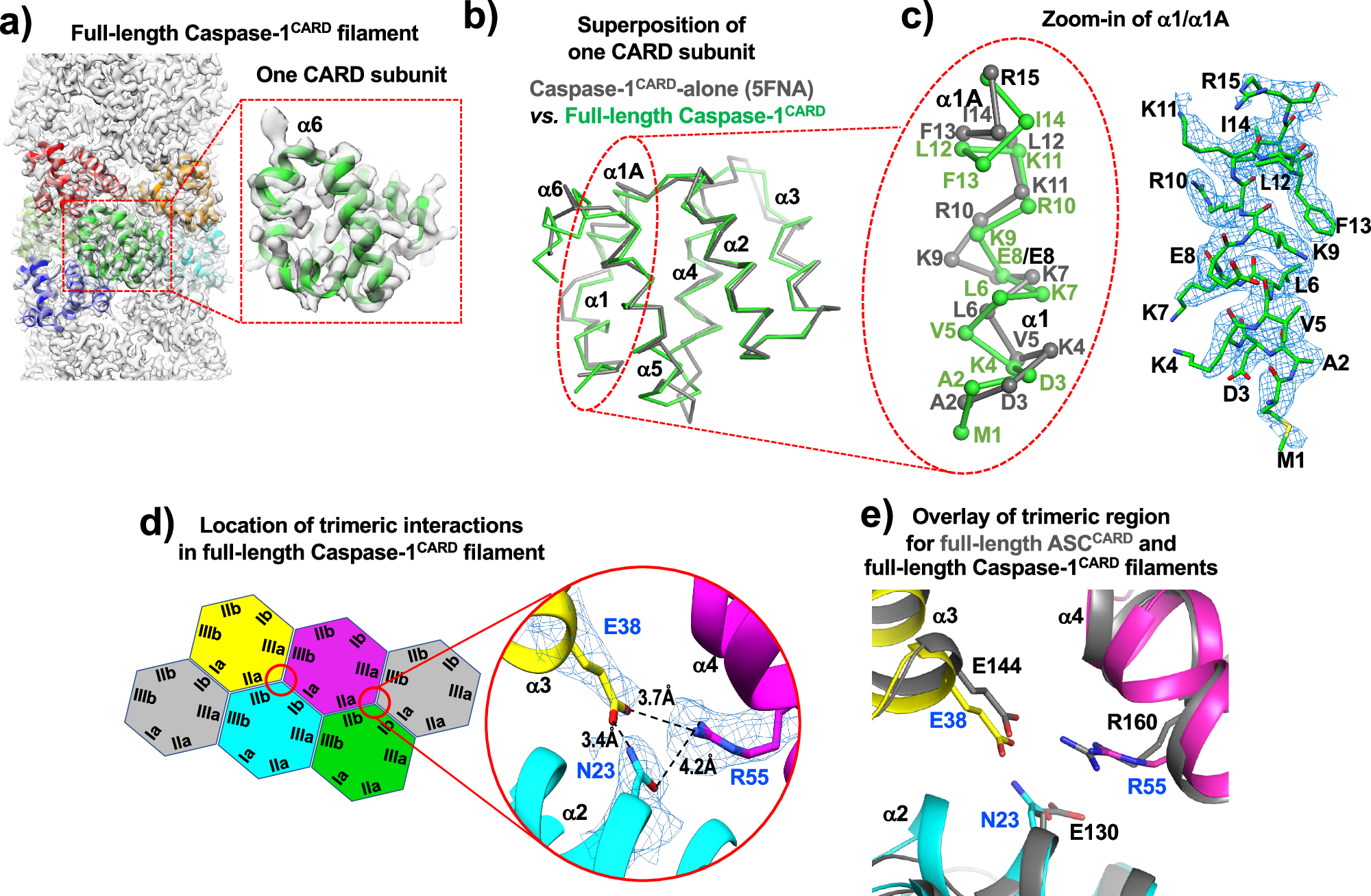 Fig. 2: Cryo-EM structure of full-length Caspase-1.