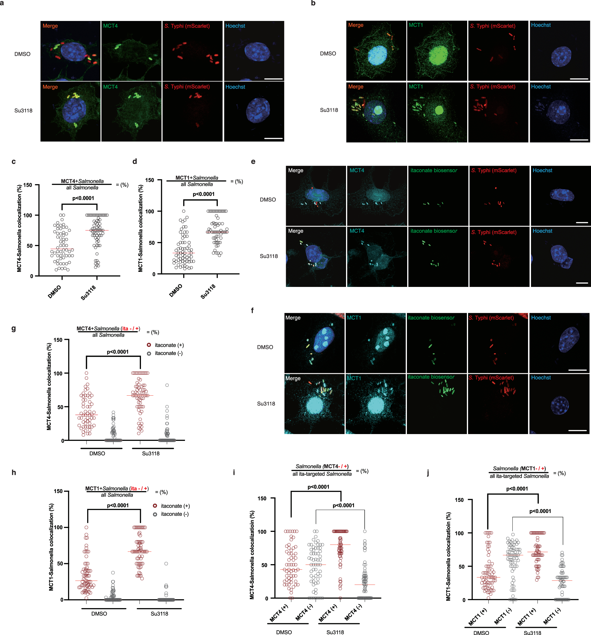 Fig. 6: MCT1 and MCT4 transport itaconate into Salmonella-containing vacuole.