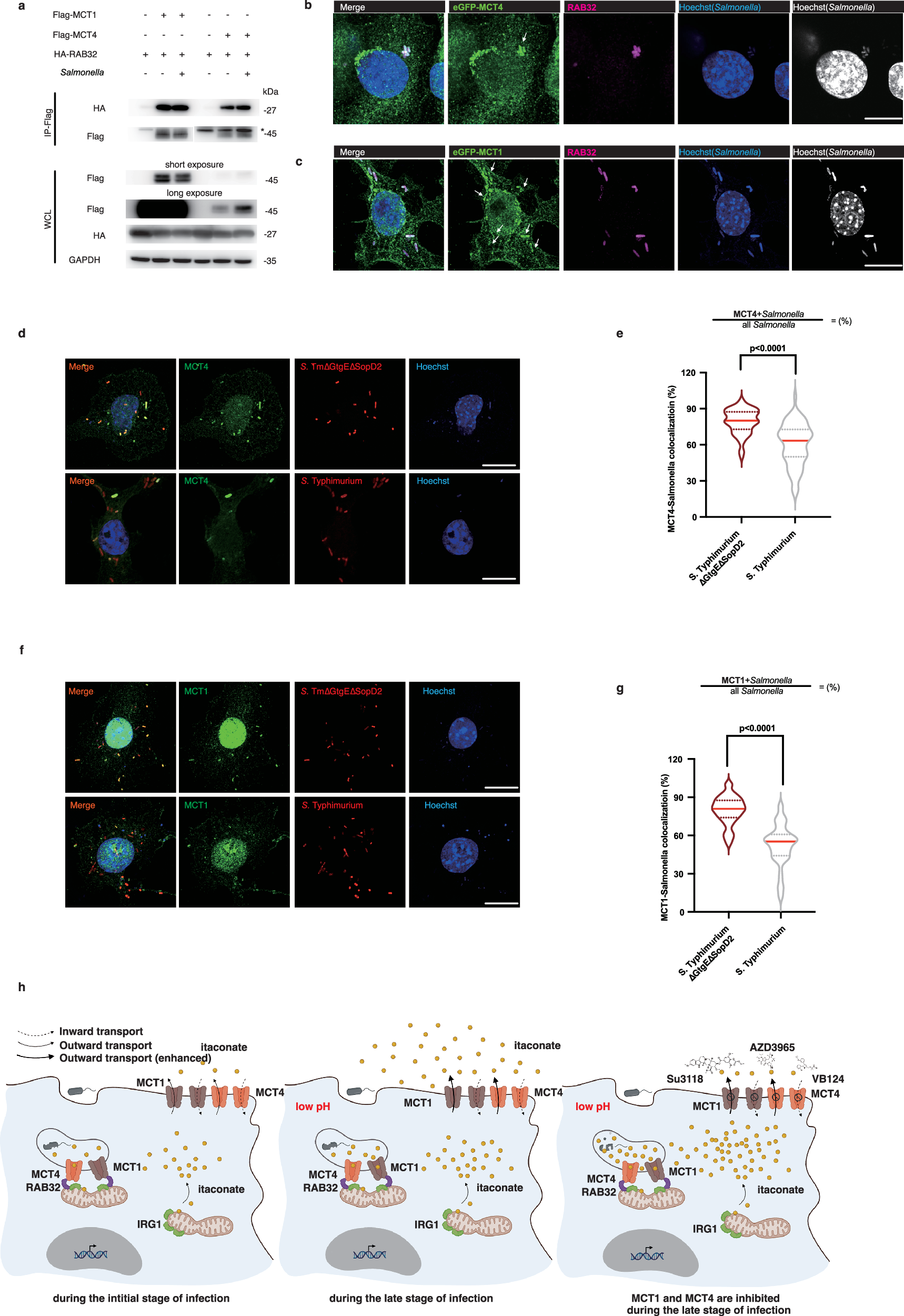 Fig. 7: The MCT1 and MCT4-dependent transport of itaconate into SCV is facilitated by RAB32.