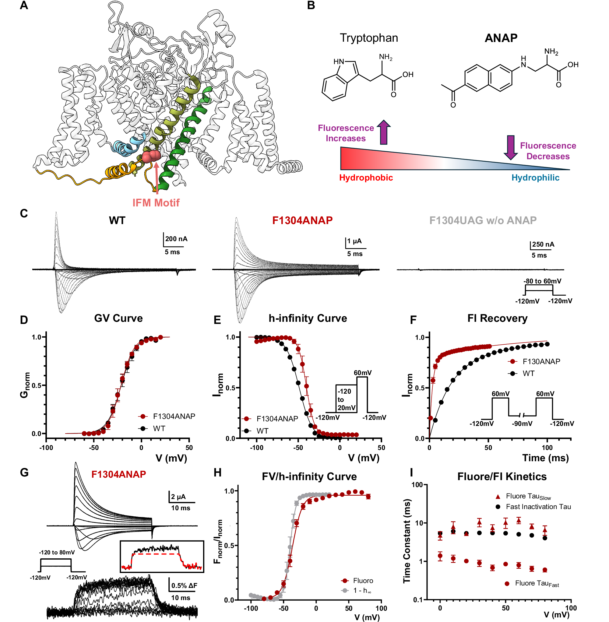 Fig. 1: Incorporation of ANAP and IFM Movement during fast inactivation.