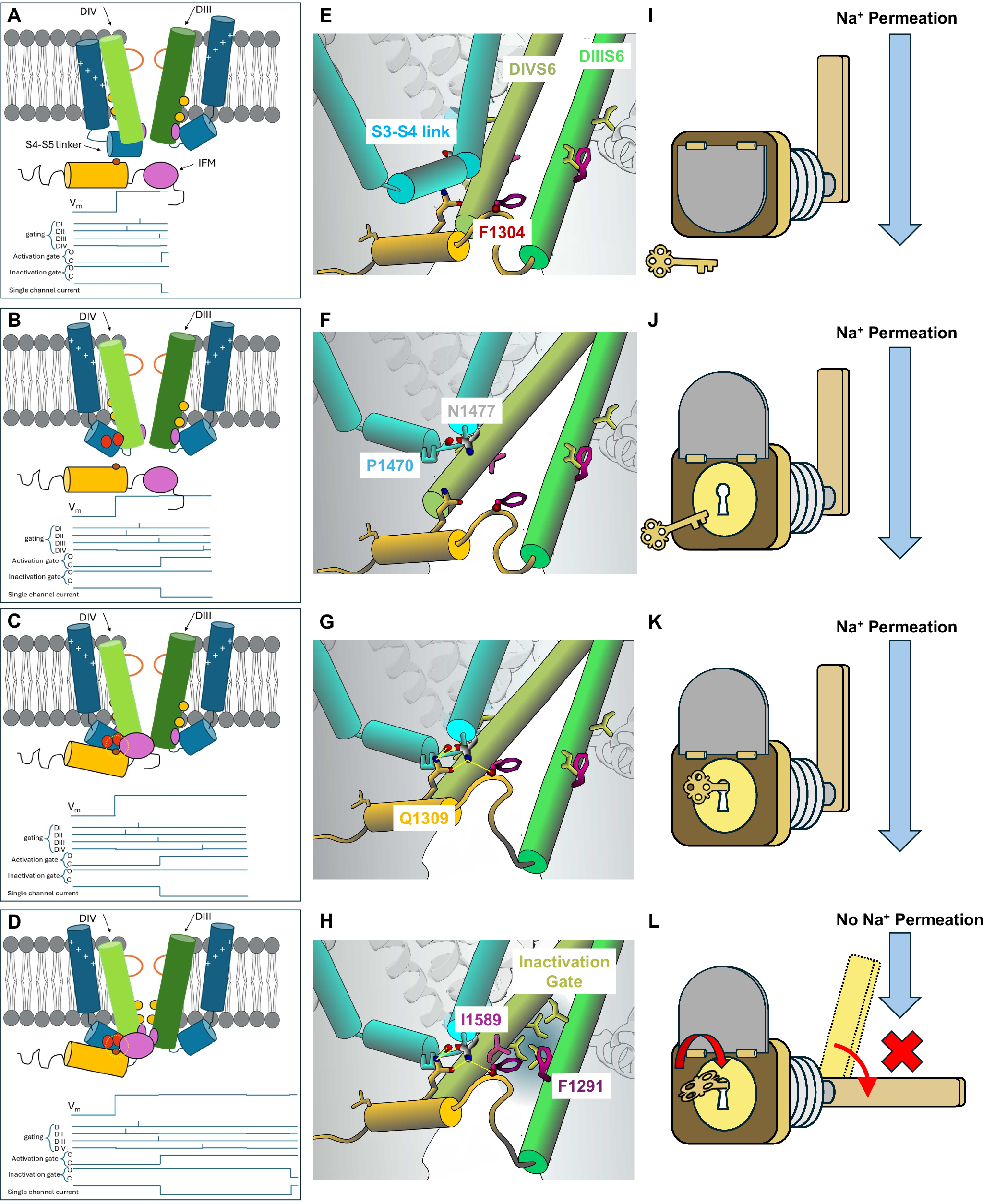 Fig. 6: Conformational changes and the lock and key model for fast inactivation.