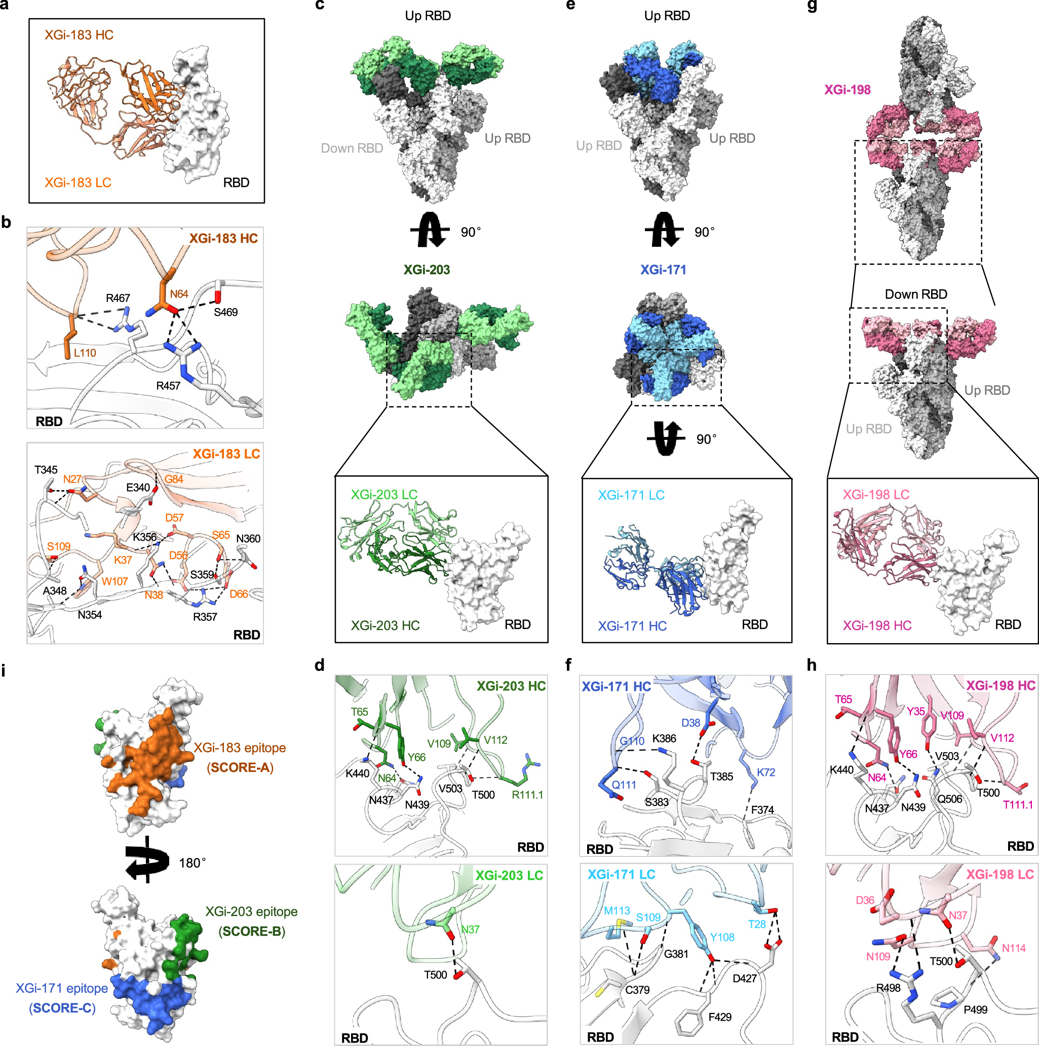 Fig. 6: Structural details of four XGi bbAbs complexed with Omicron EG.5.1 S trimer.