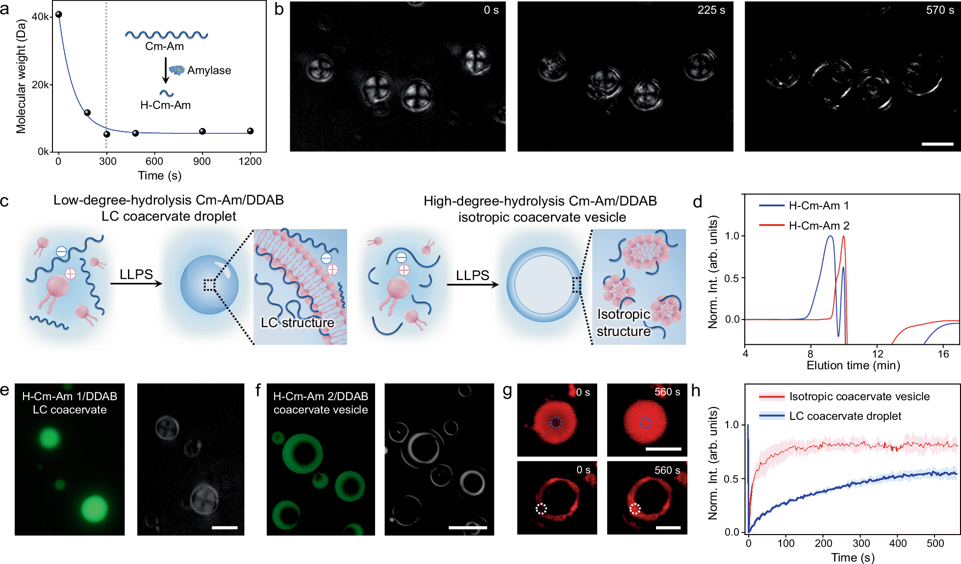 Fig. 3: Mechanism involved in the polysaccharide hydrolysis-induced reconfiguration of LC coacervate microdroplets into isotropic coacervate vesicles.