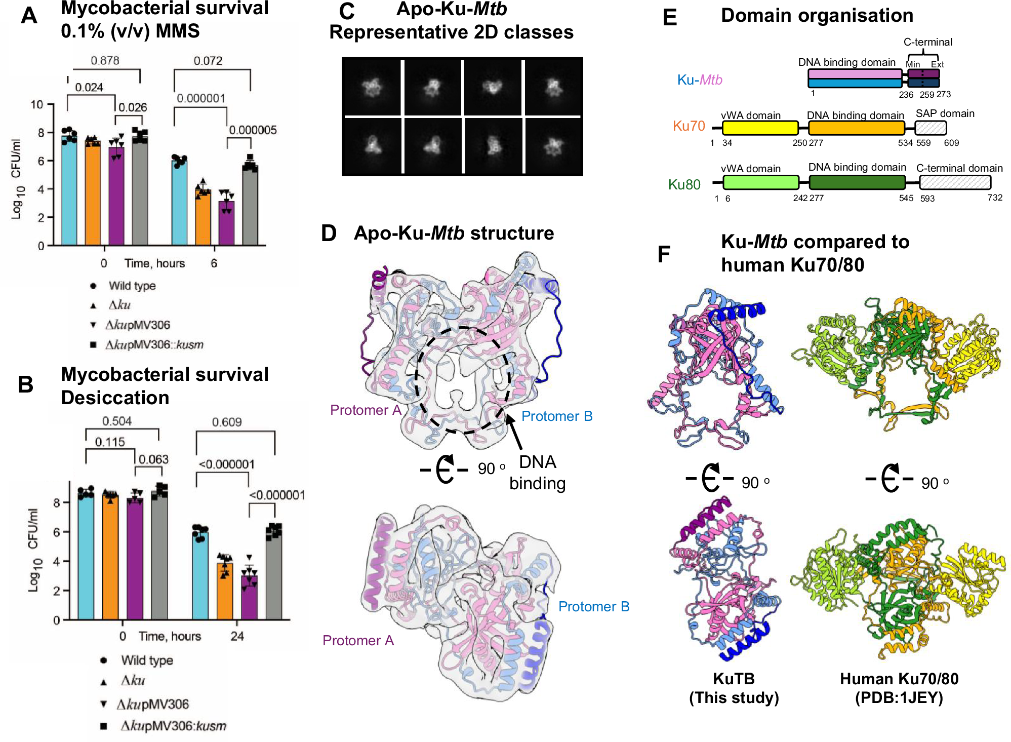 Fig. 1: The importance of Ku for mycobacterial survival under DNA double-strand break conditions and cryo-EM of Apo-Ku-Mtb.
