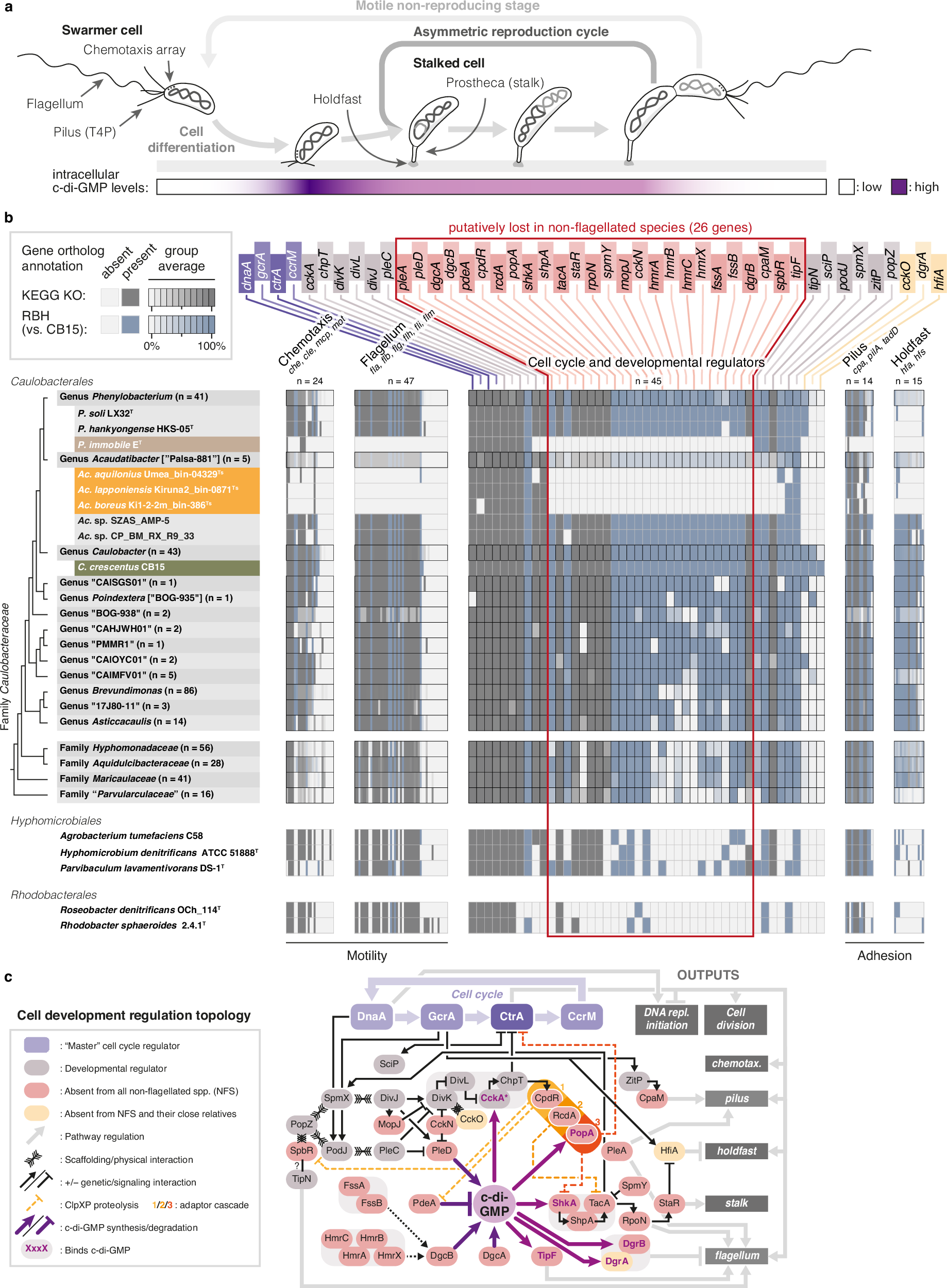 Fig. 2: Convergent loss of cellular dimorphic traits within Caulobacteraceae.
