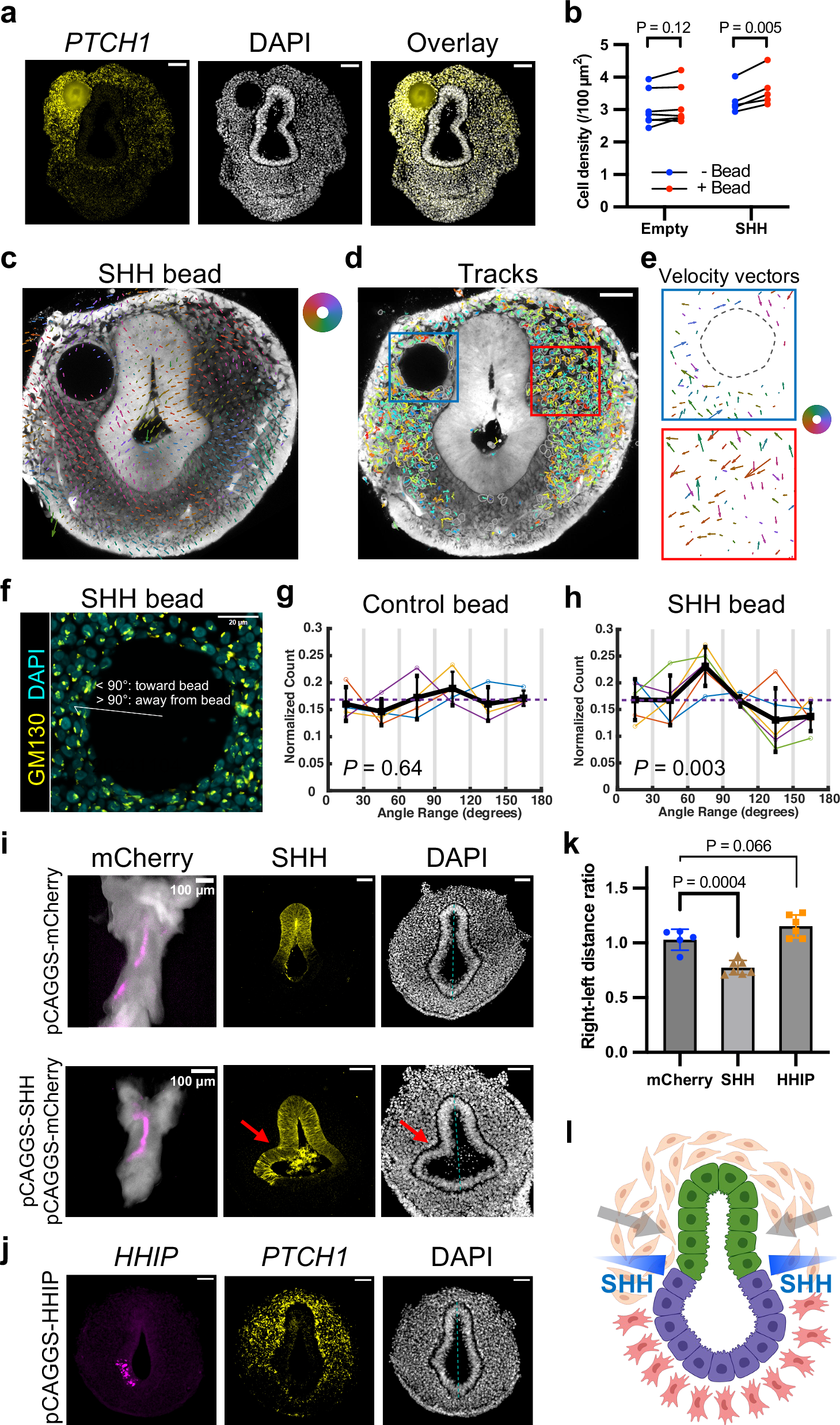 Fig. 8: SHH attracts the foregut mesenchymal cells to deform the epithelium.