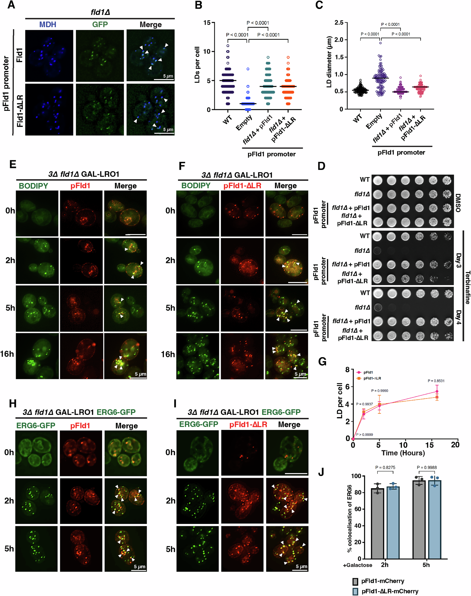 Fig. 3: De novo LDs begin to form at Fld1-∆LR demarcated ER subdomains.