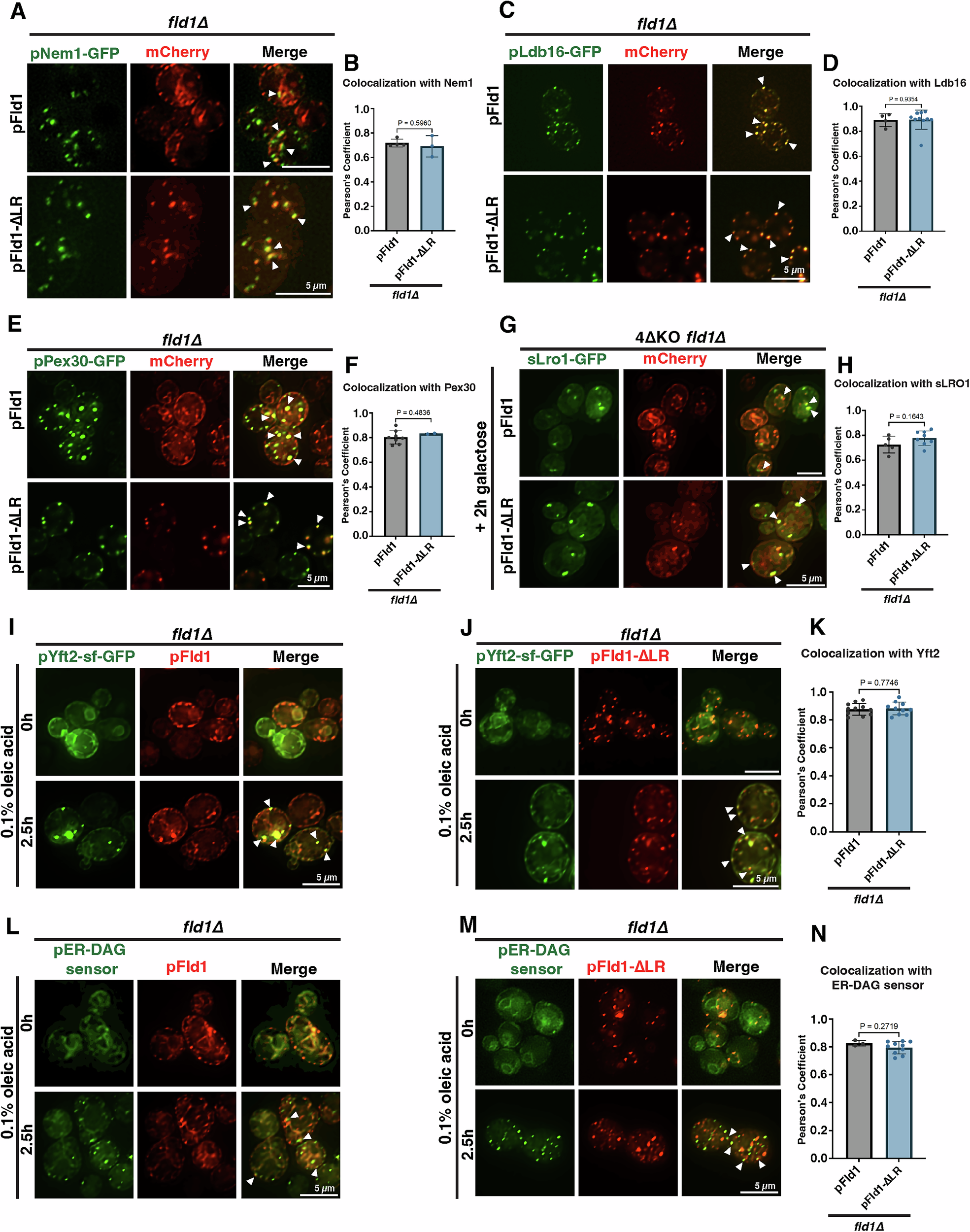 Fig. 4: Fld1-∆LR at ER subdomain associates with LD biogenesis factors.