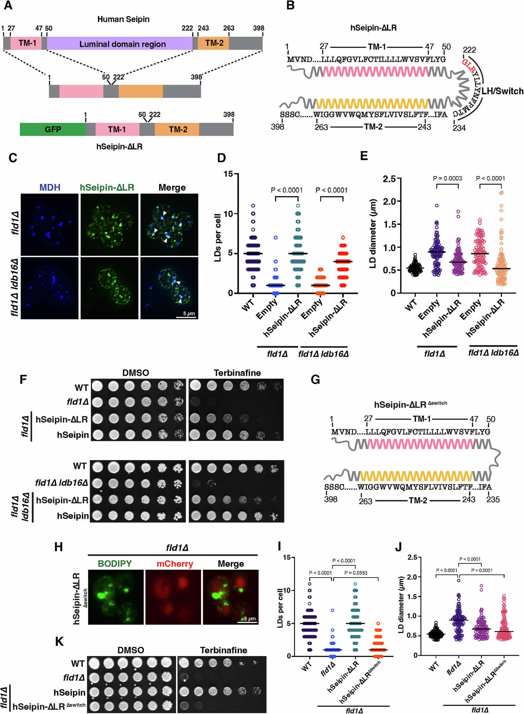 Fig. 8: Truncated hSeipin functionally restores the defect of fld1∆ ldb16∆ double mutants.