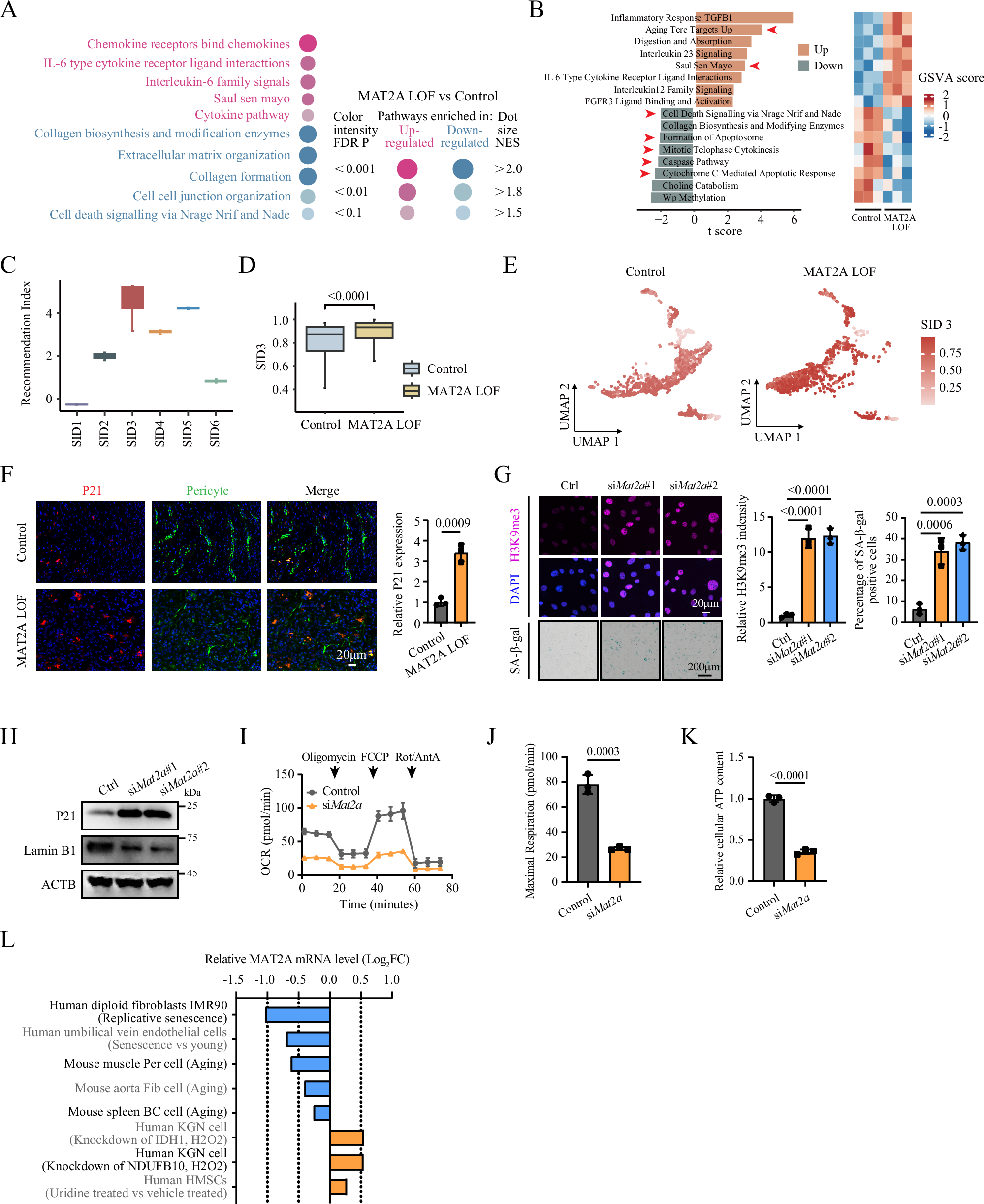 Fig. 3: Reduced MAT2A expression induces a senescent phenotype in pericytes.