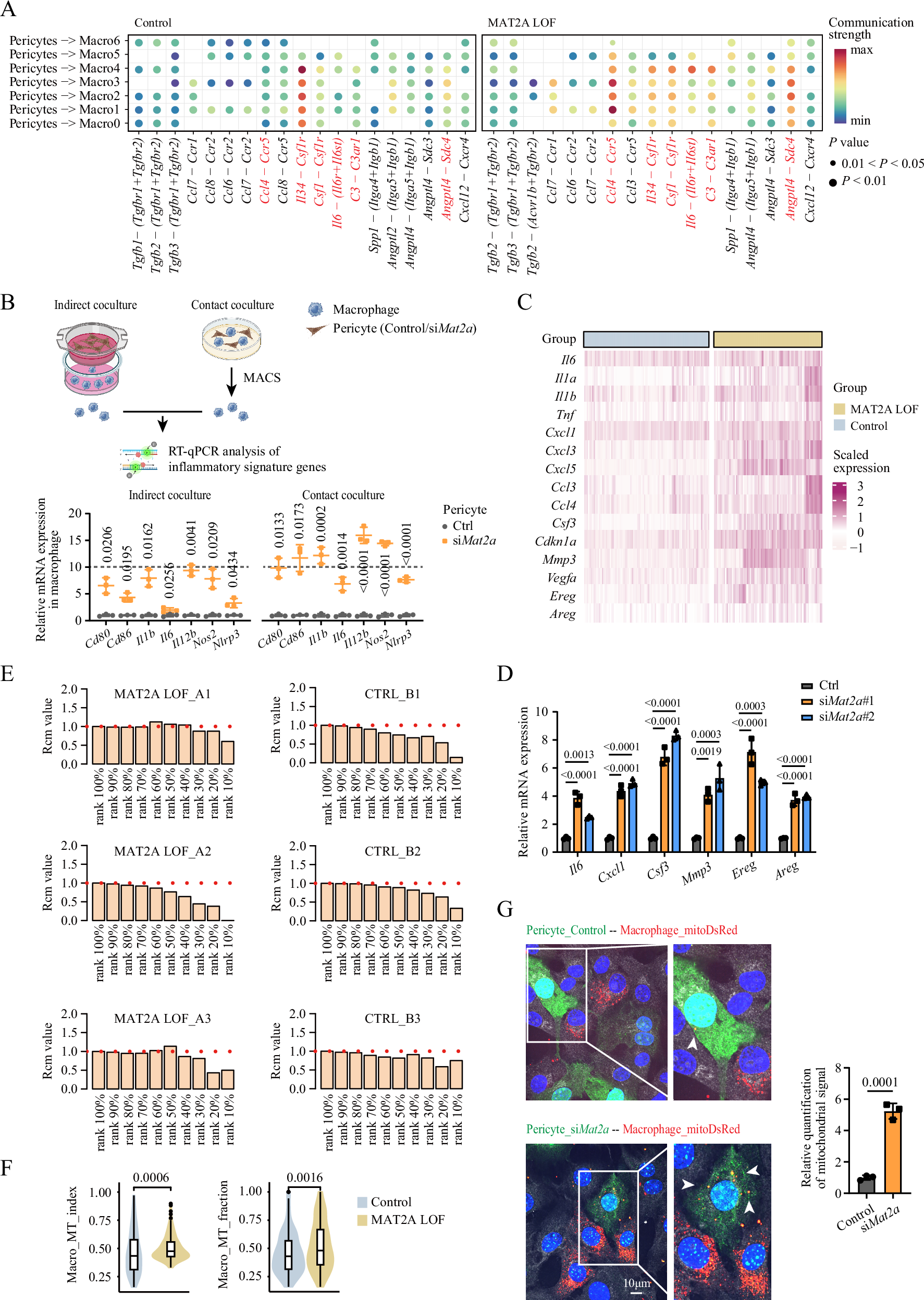 Fig. 4: Senescent pericytes stimulate inflammatory macrophages through SASP factors and mitochondrial transfer.