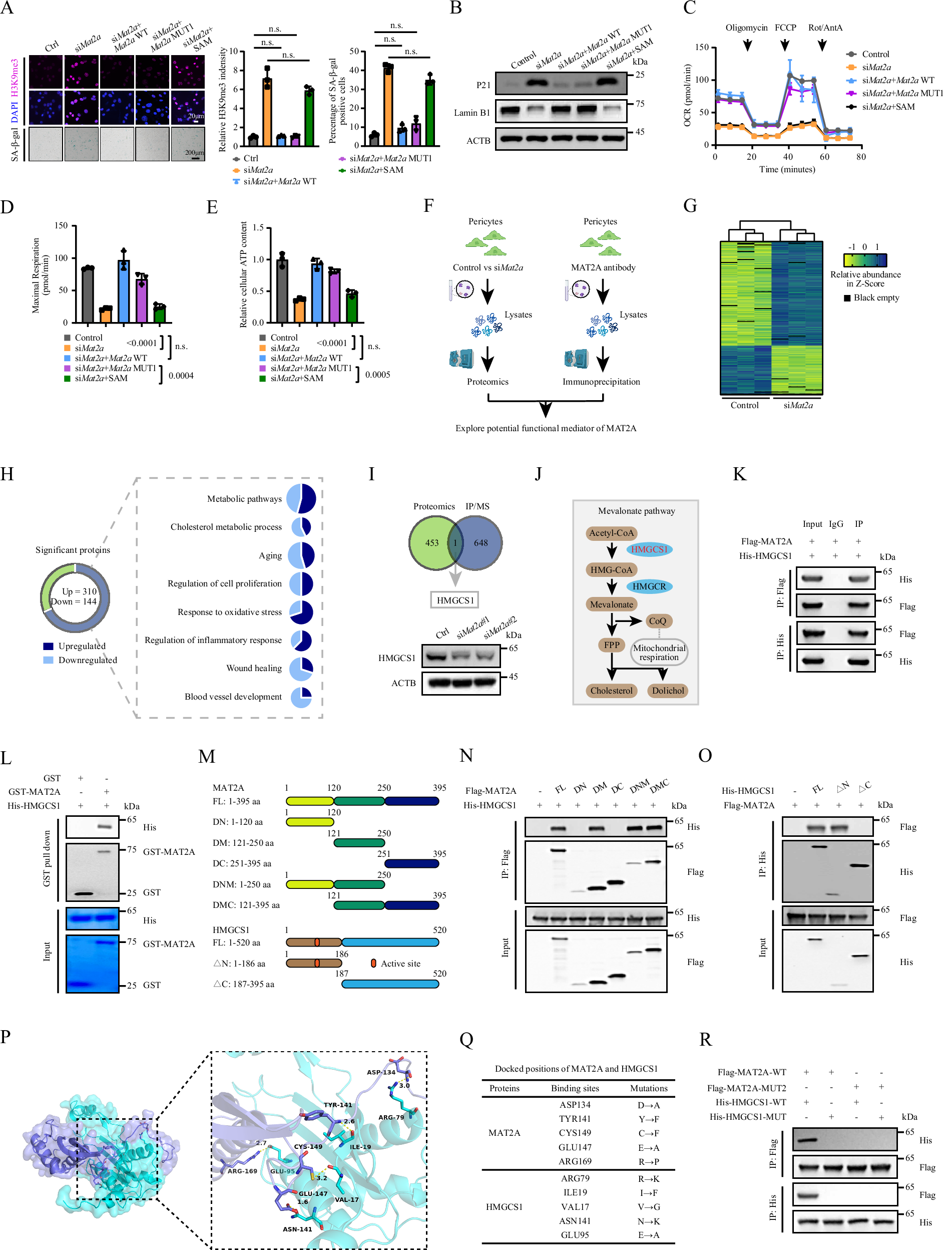 Fig. 5: HMGCS1 mediates the moonlighting function of MAT2A in senescence regulation.