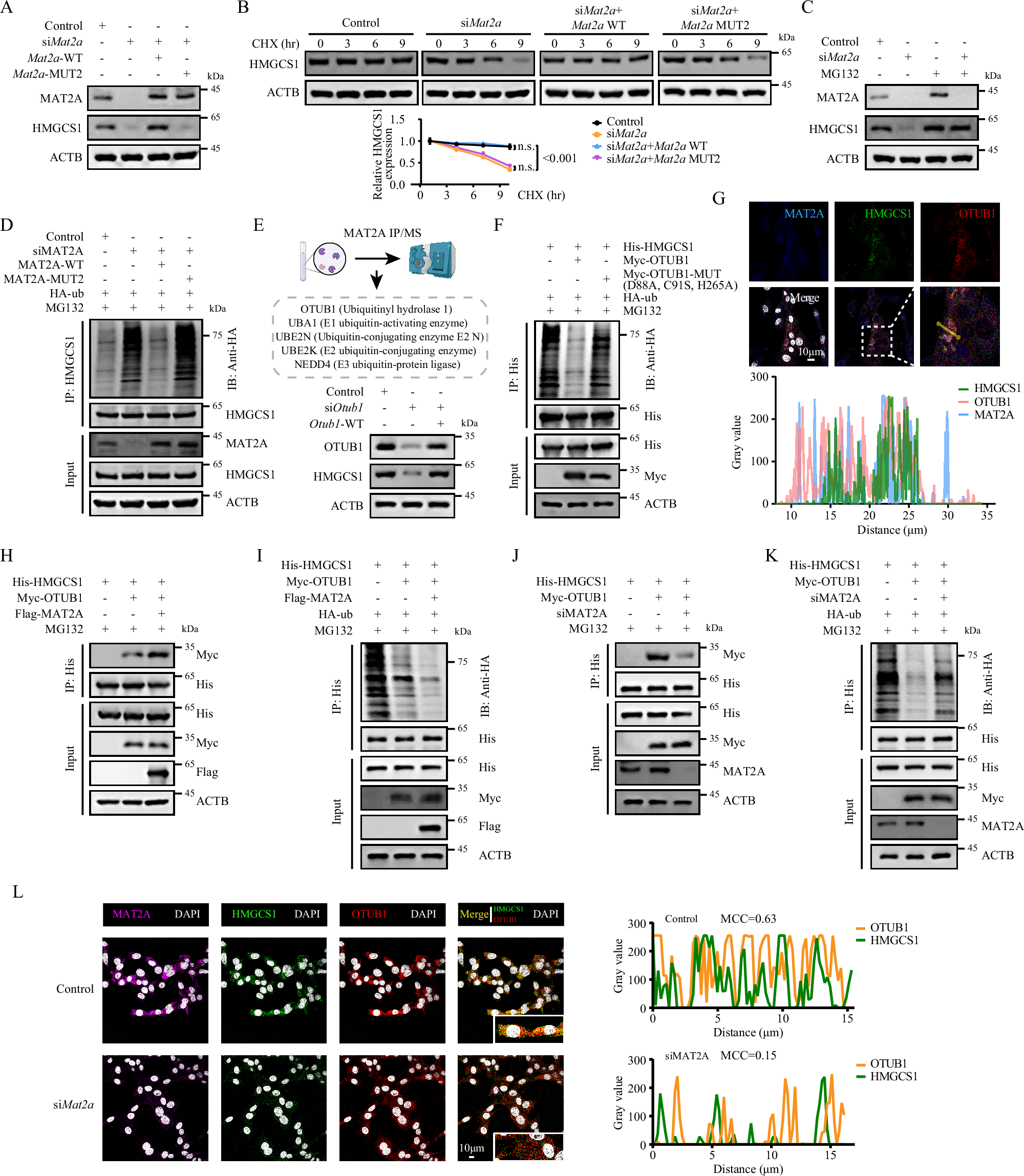 Fig. 6: MAT2A stabilizes HMGCS1 via OTUB1-mediated deubiquitination.