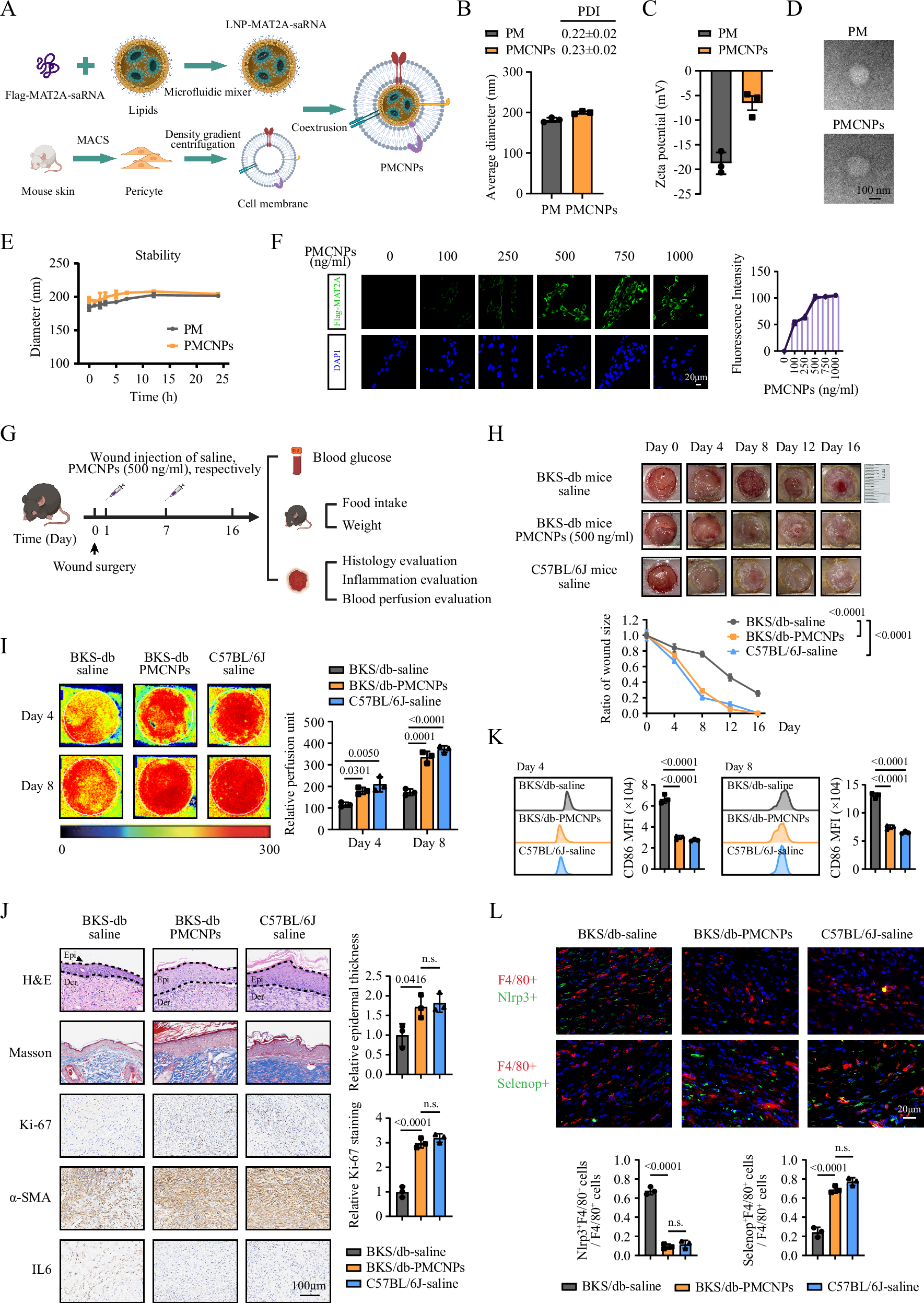Fig. 8: Targeting pericytes to deliver MAT2A self-amplifying RNA prevents cell senescence and promotes wound regeneration.