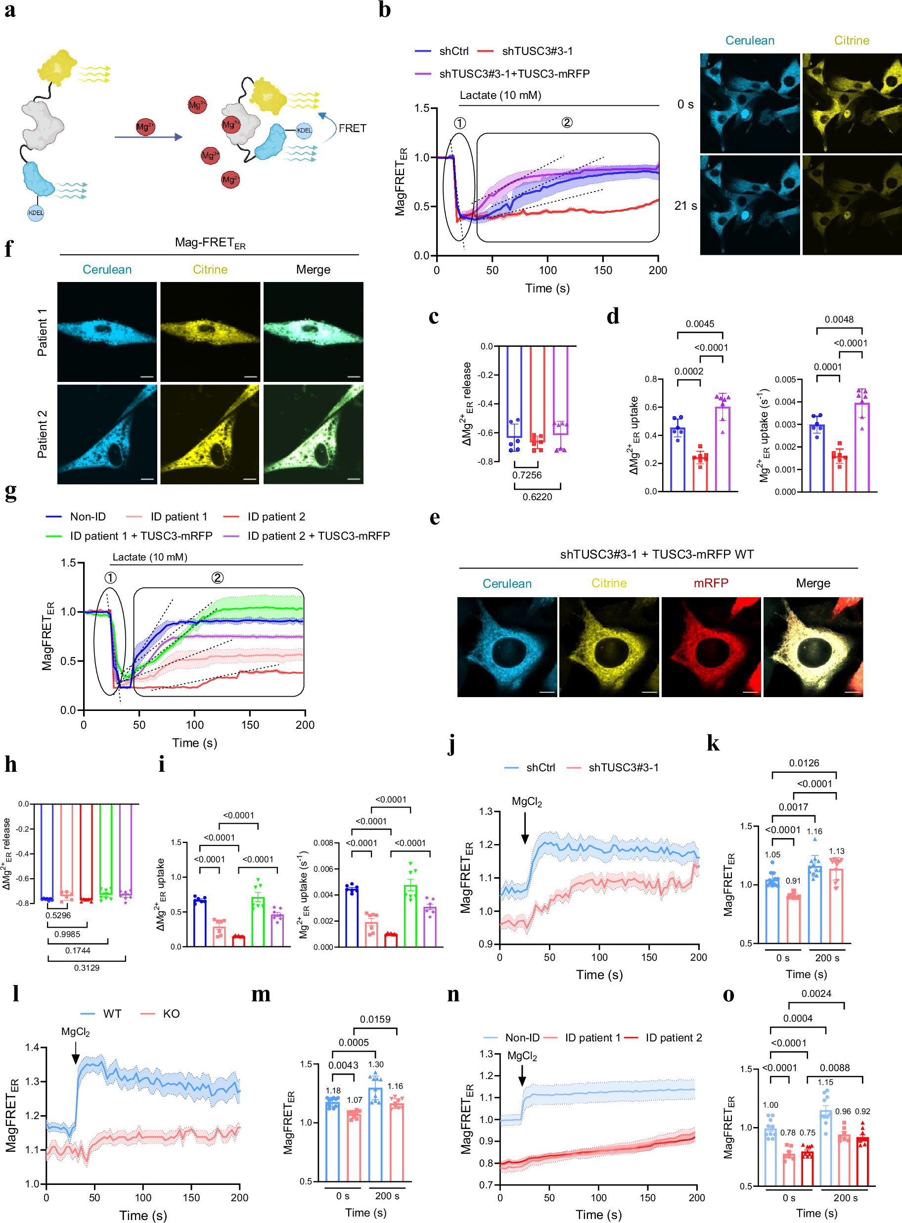 Fig. 1: TUSC3 is required for Mg²⁺ uptake into the ER.