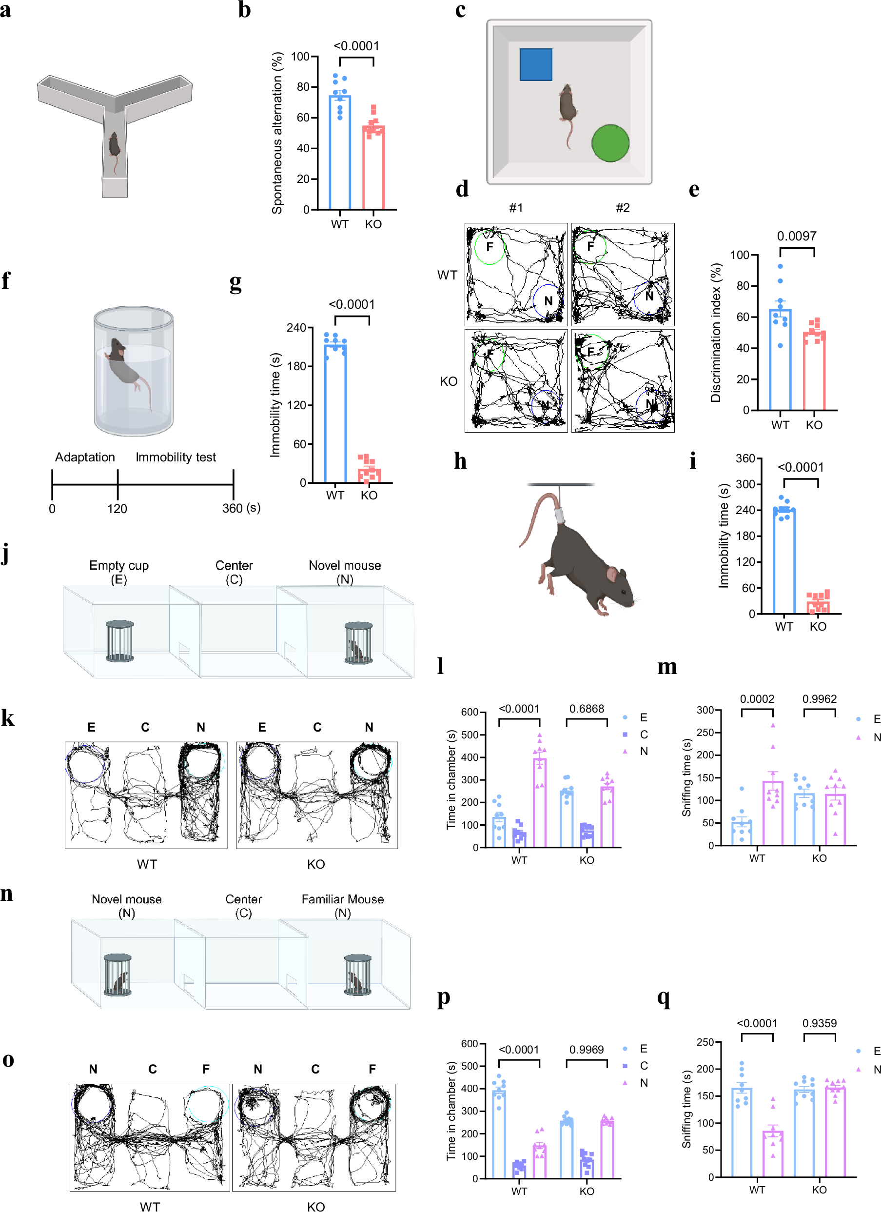 Fig. 4: TUSC3 KO mice exhibit intellectual disability phenotypes.