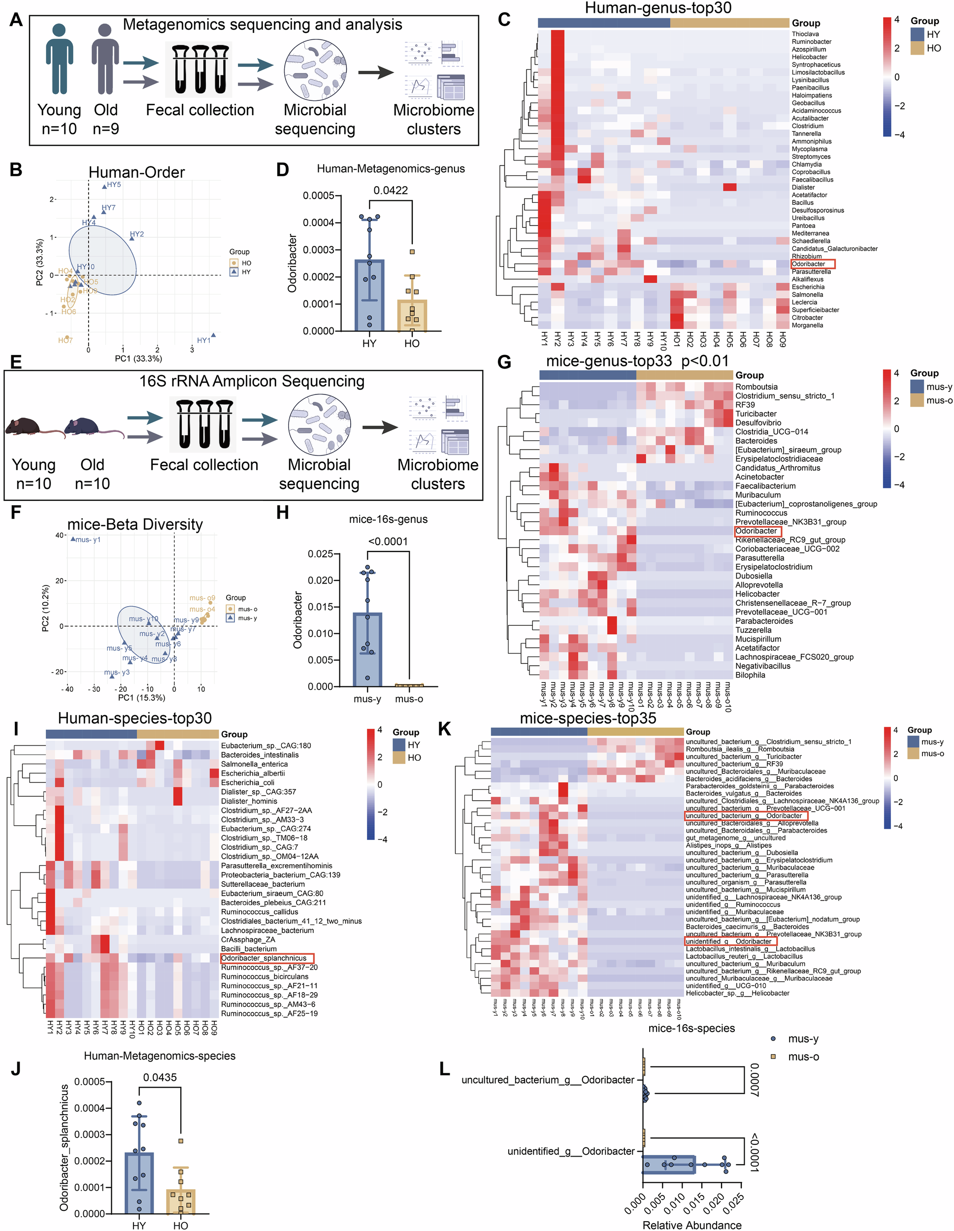 Fig. 3: O. splanchnicus is under-represented in the gut microbiome of both aged humans and mice.