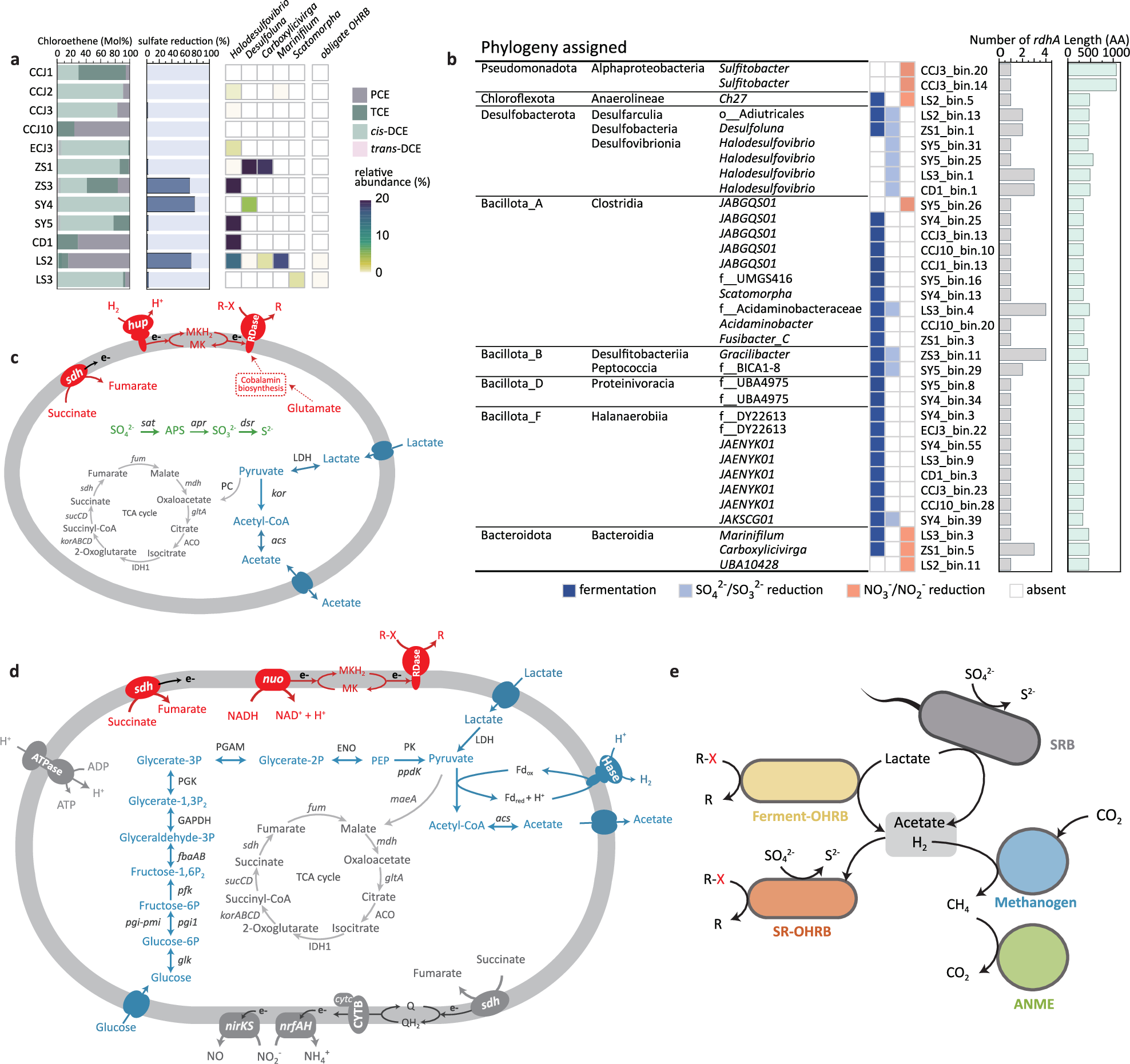 Fig. 5: Cultivation evidence of marine RDase-based dehalogenation microorganisms and associated metabolic interaction network.