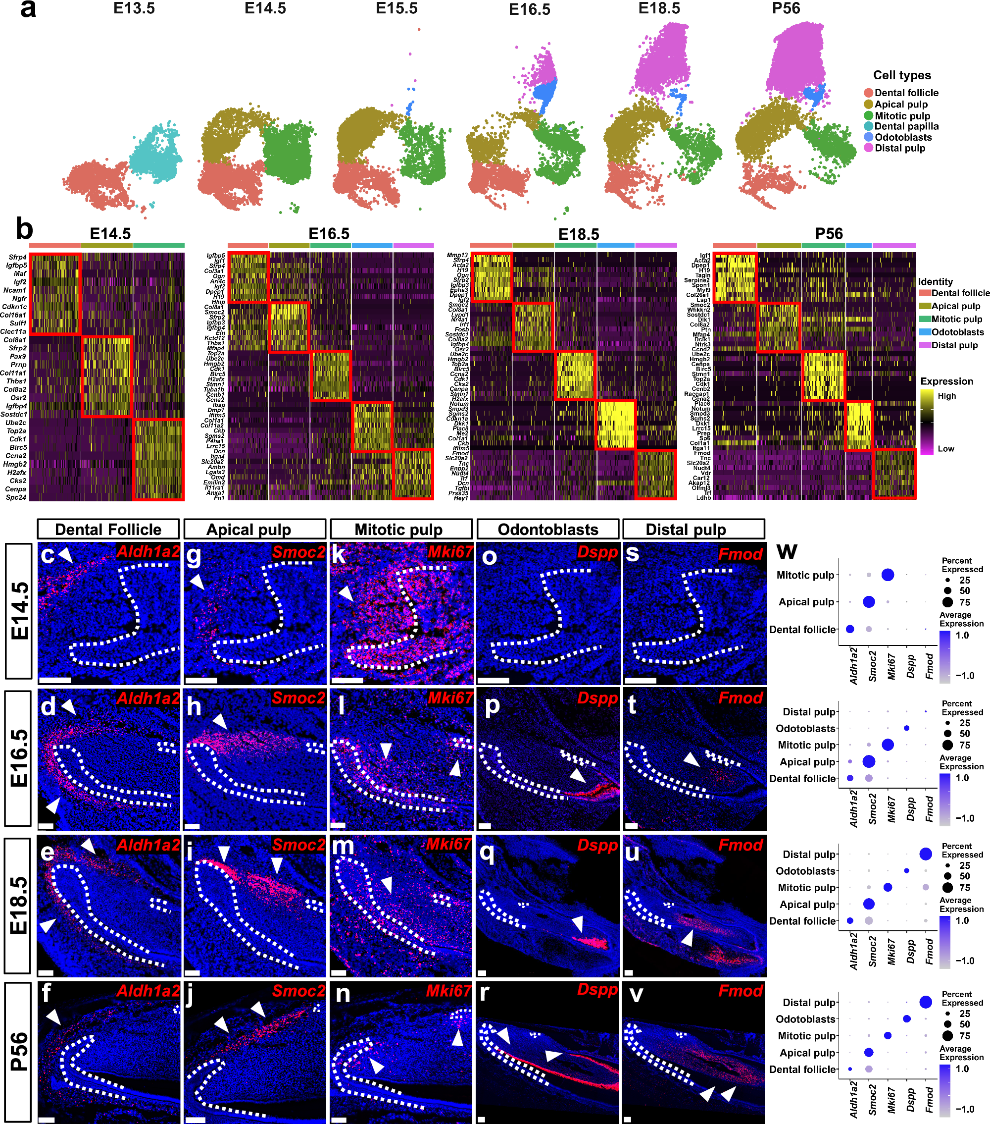 Fig. 3: The lineage hierarchy of incisor mesenchyme is established between E14.5 and E16.5.