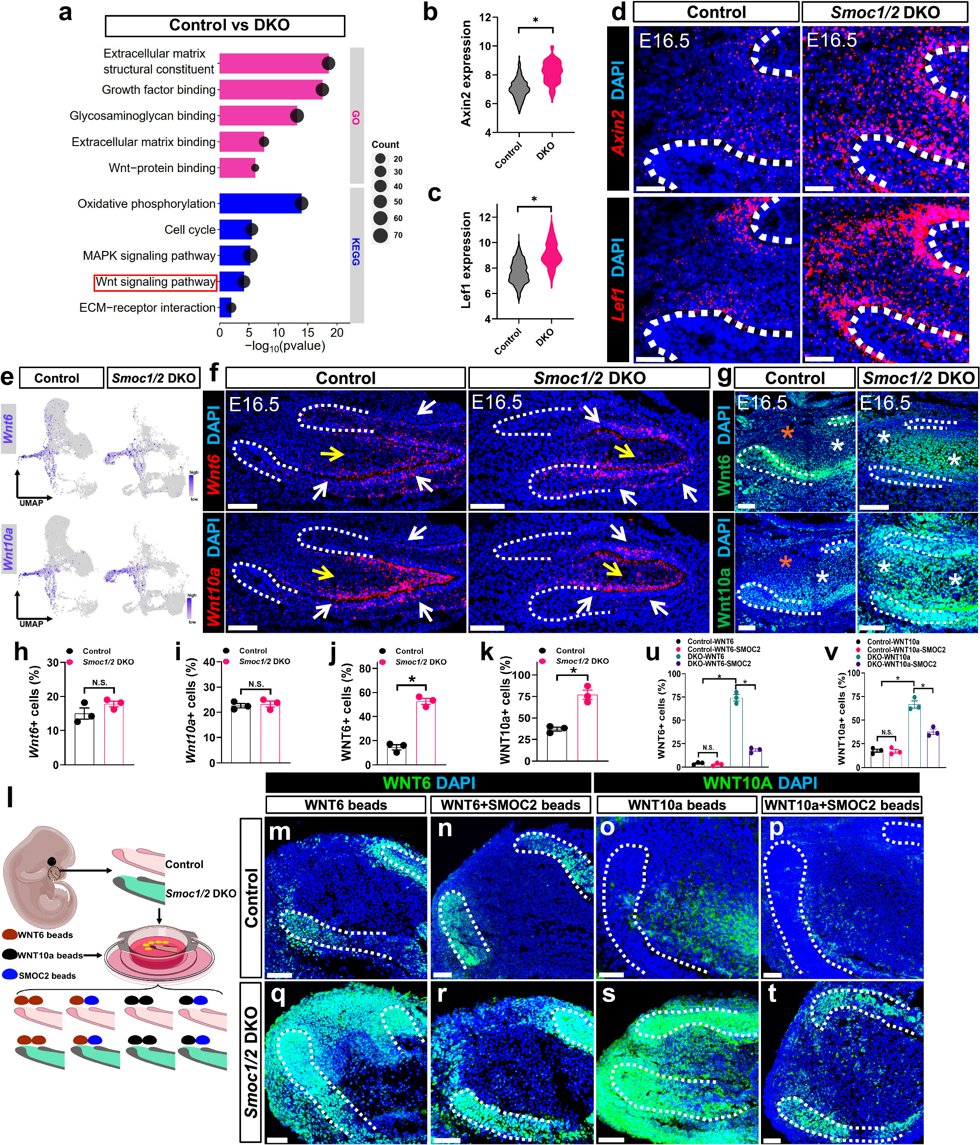 Fig. 6: SMOC1/2 are critical for WNT ligand trafficking and prevent canonical WNT ligands from accessing mesenchymal stem cells.