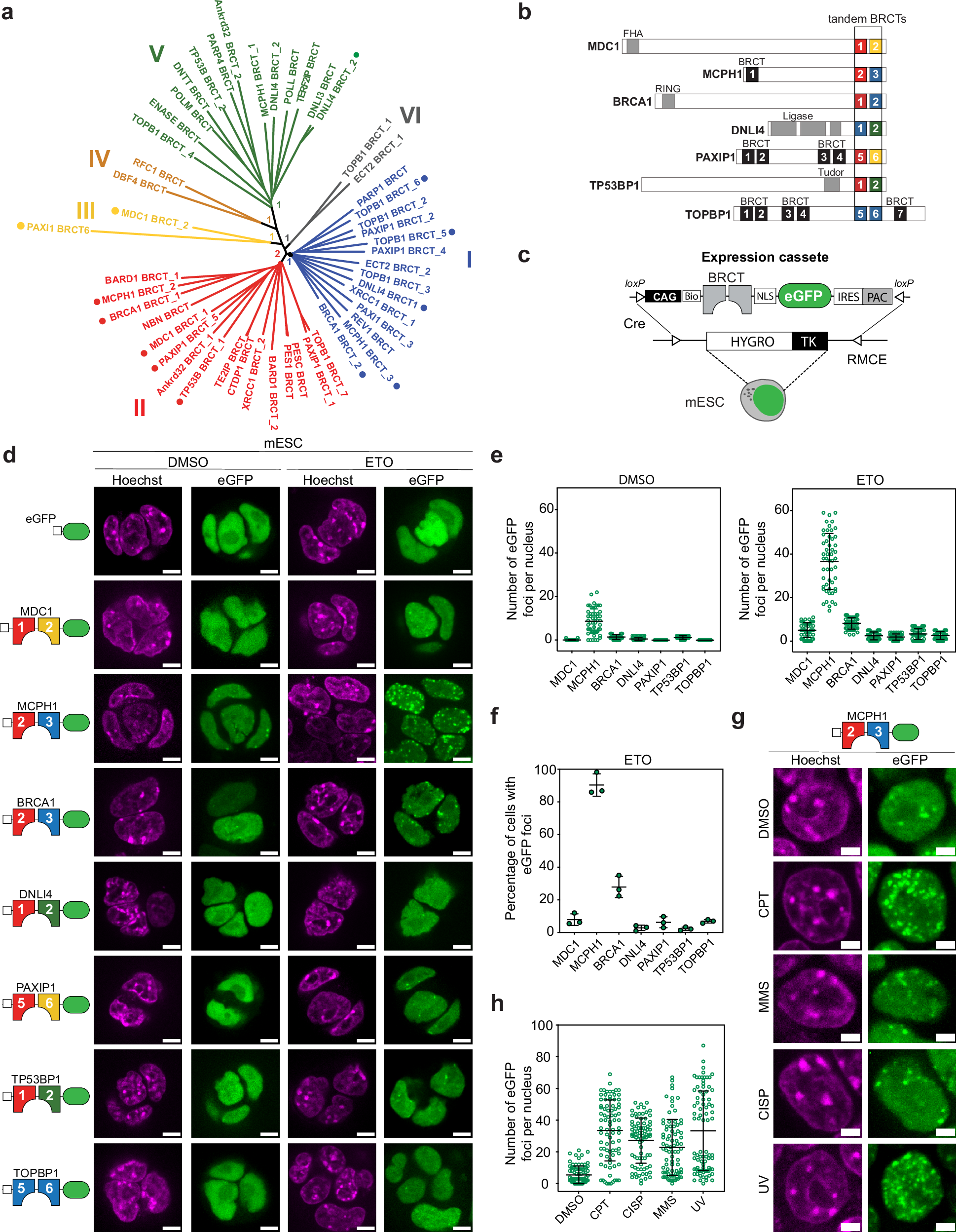 DNA 修繕のリアルタイム観察を可能にする新しい「センサー」 (New ‘sensor’ lets researchers watch DNA repair in real time)