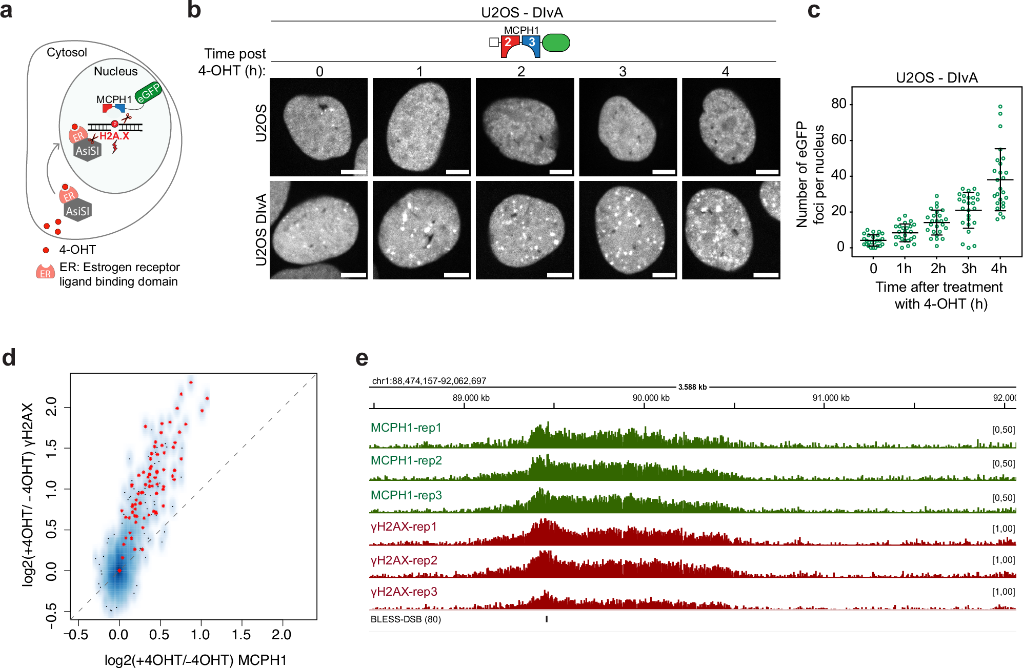 Fig. 7: MCPH1-BRCT-eCR allows visualization and genome-wide detection of targeted DNA damage sites.