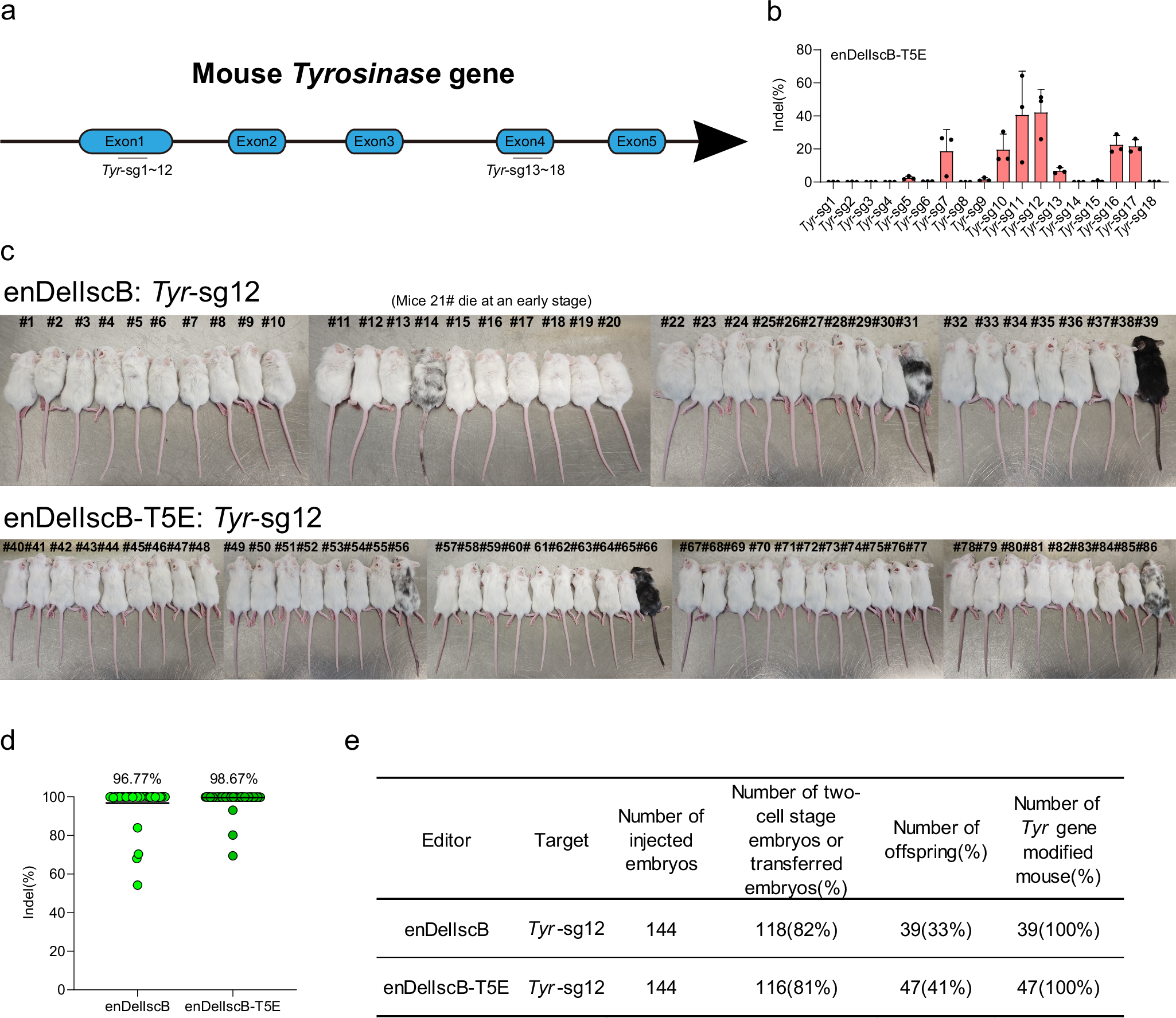 Fig. 7: enDelIscB and enDelIscB-T5E-mediated efficient genome editing in mouse embryos.