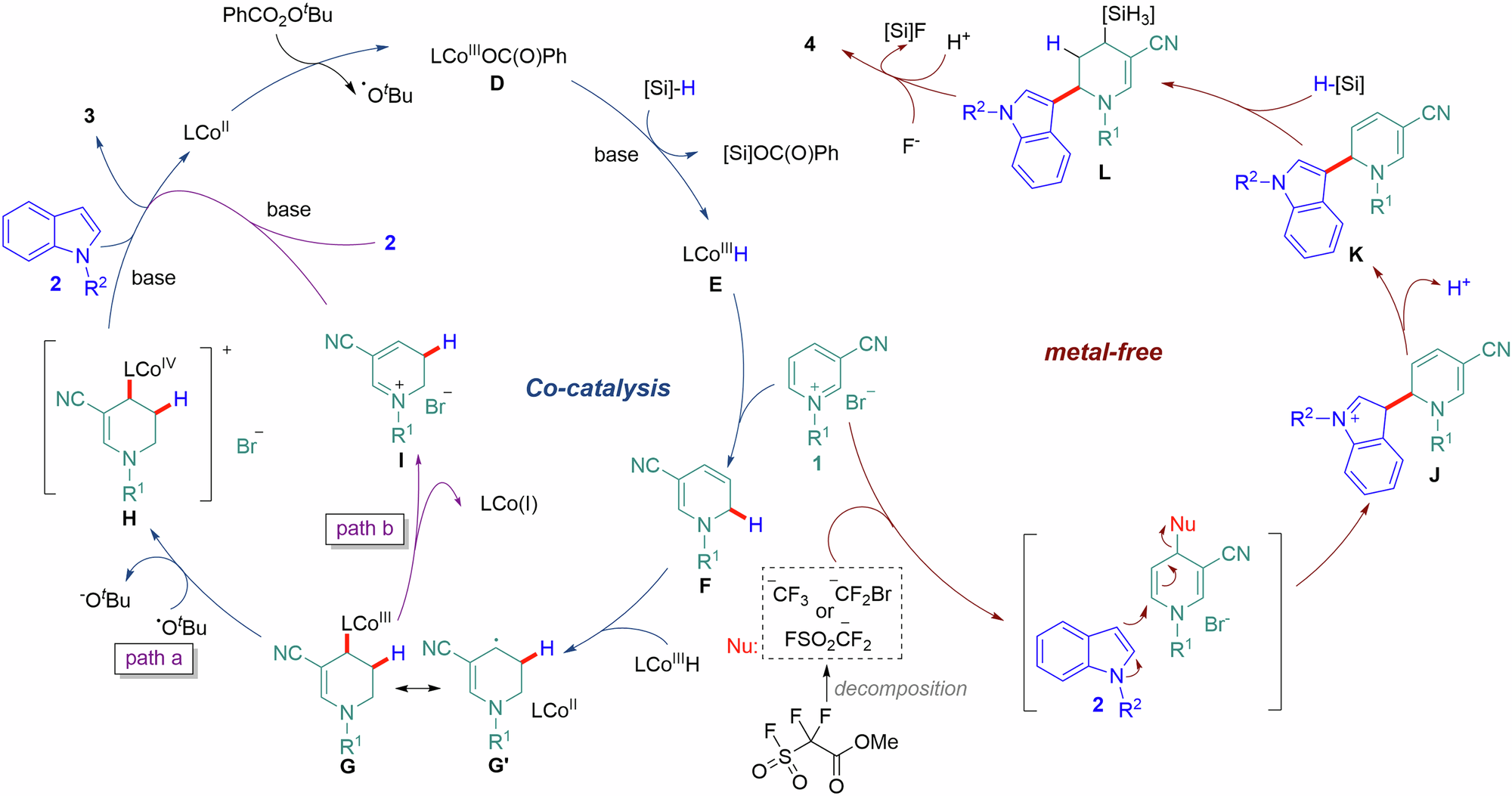 Fig. 6: Proposed mechanism for regioselective and site-divergent reductive hydroarylation of pyridinium salts.