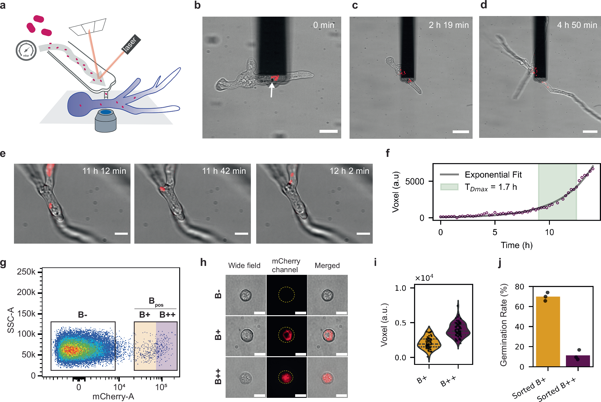 Induced endosymbiosis between a fungus and bacterium reveals a shift from  antagonism to commensalism | Nature Communications