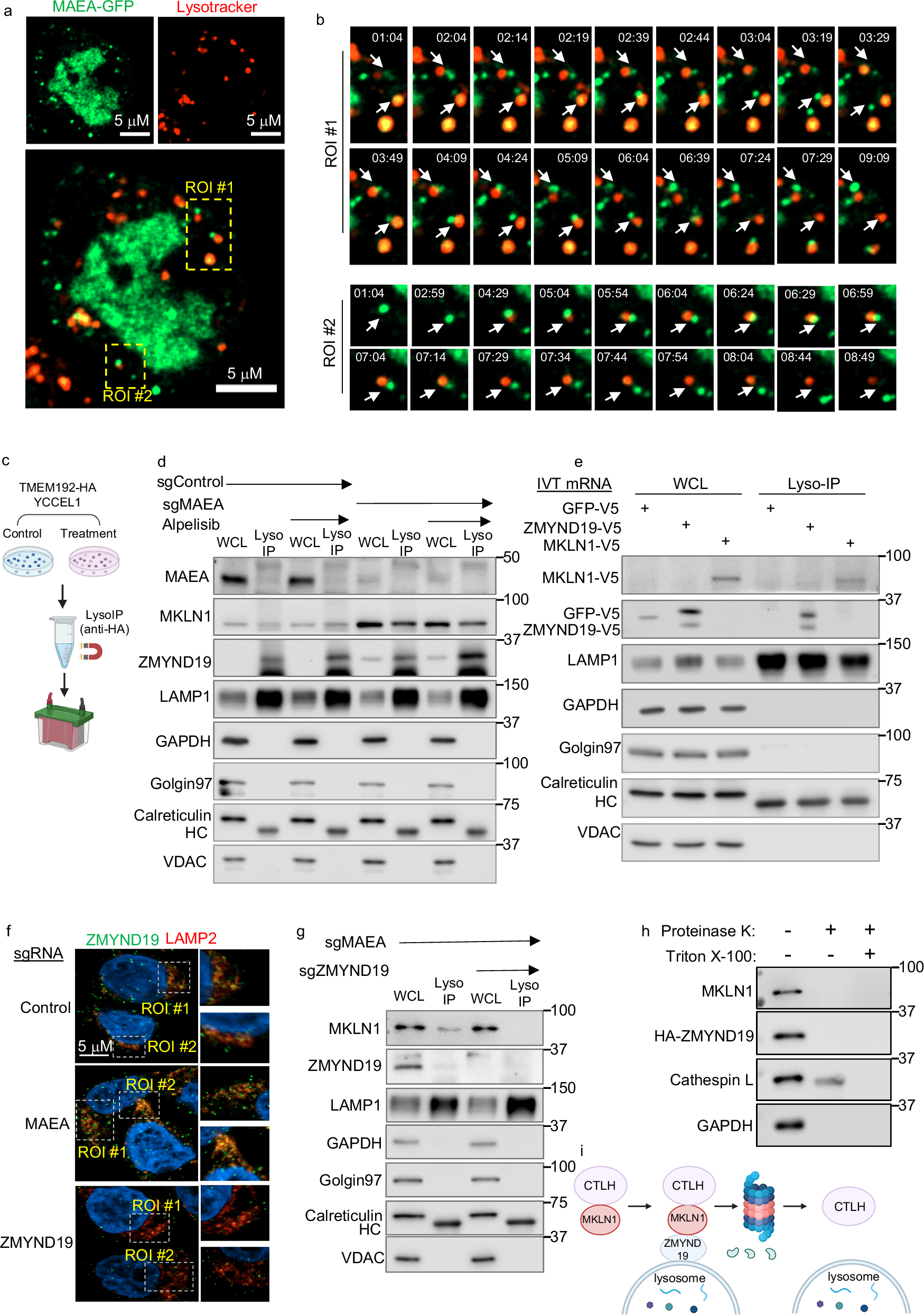 Fig. 4: CTLH substrates ZMYND19 and MKLN1 associate with lysosomes upon CTLH inhibition.