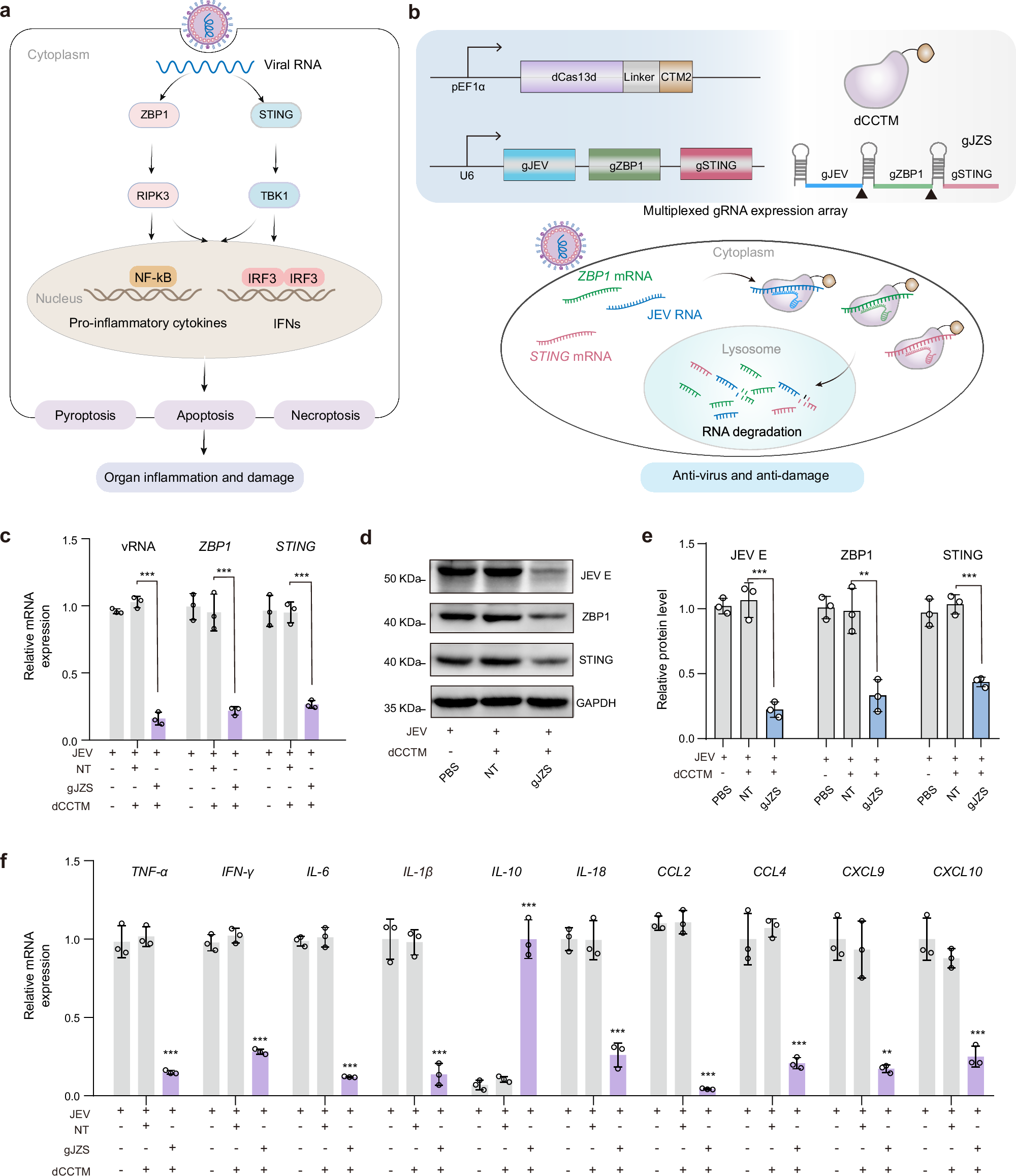 Fig. 4: Multiplexed RNA degradation using dCasCMA and multiplexed gRNA expression array.