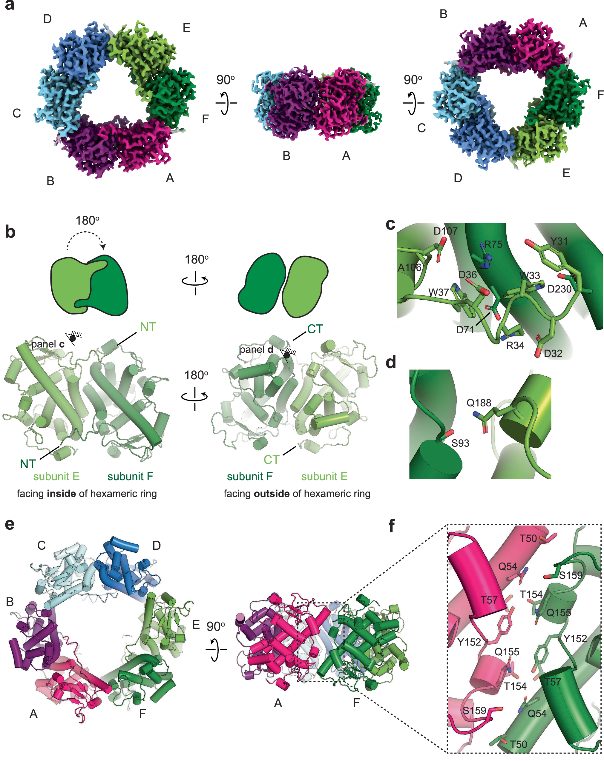 Fig. 1: The cryo-EM structure of Pra1 reveals a hexameric assembly.