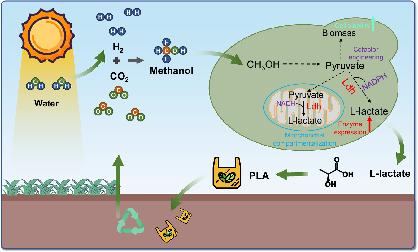 メタノールをL-乳酸に変換する酵母細胞工場を開発(Yeast Cell Factory Developed to Convert Methanol into L-lactate)