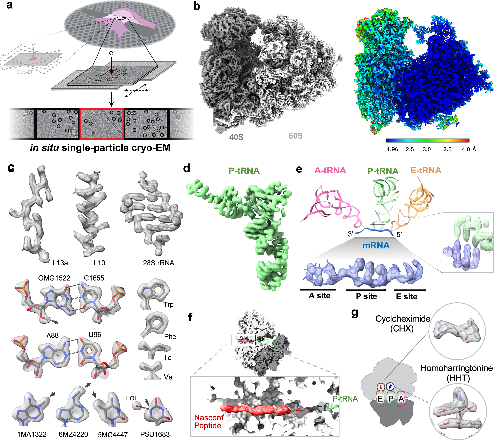 Fig. 1: High-resolution in situ structure of the human ribosome.