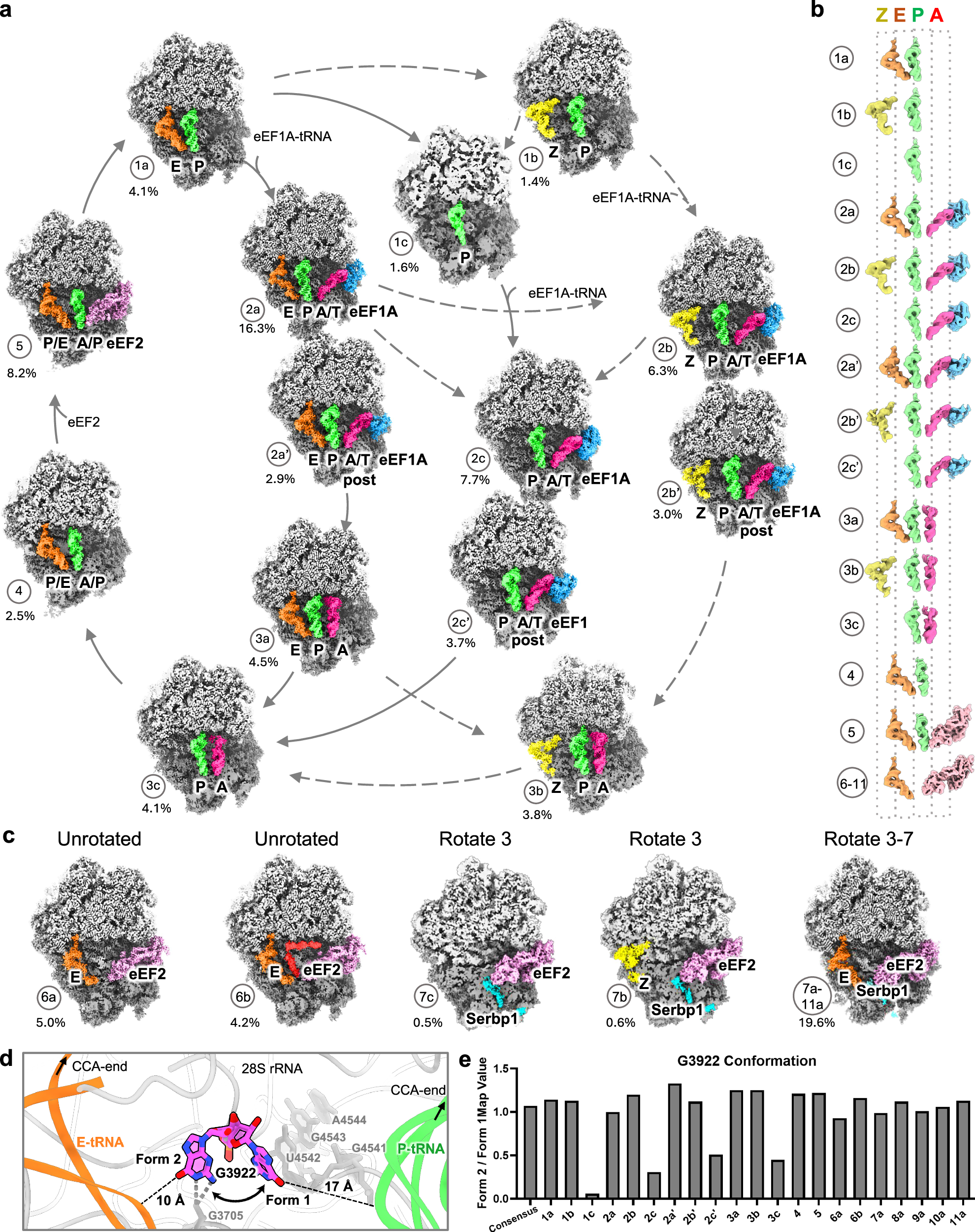 Fig. 3: Translation dynamics during elongation.