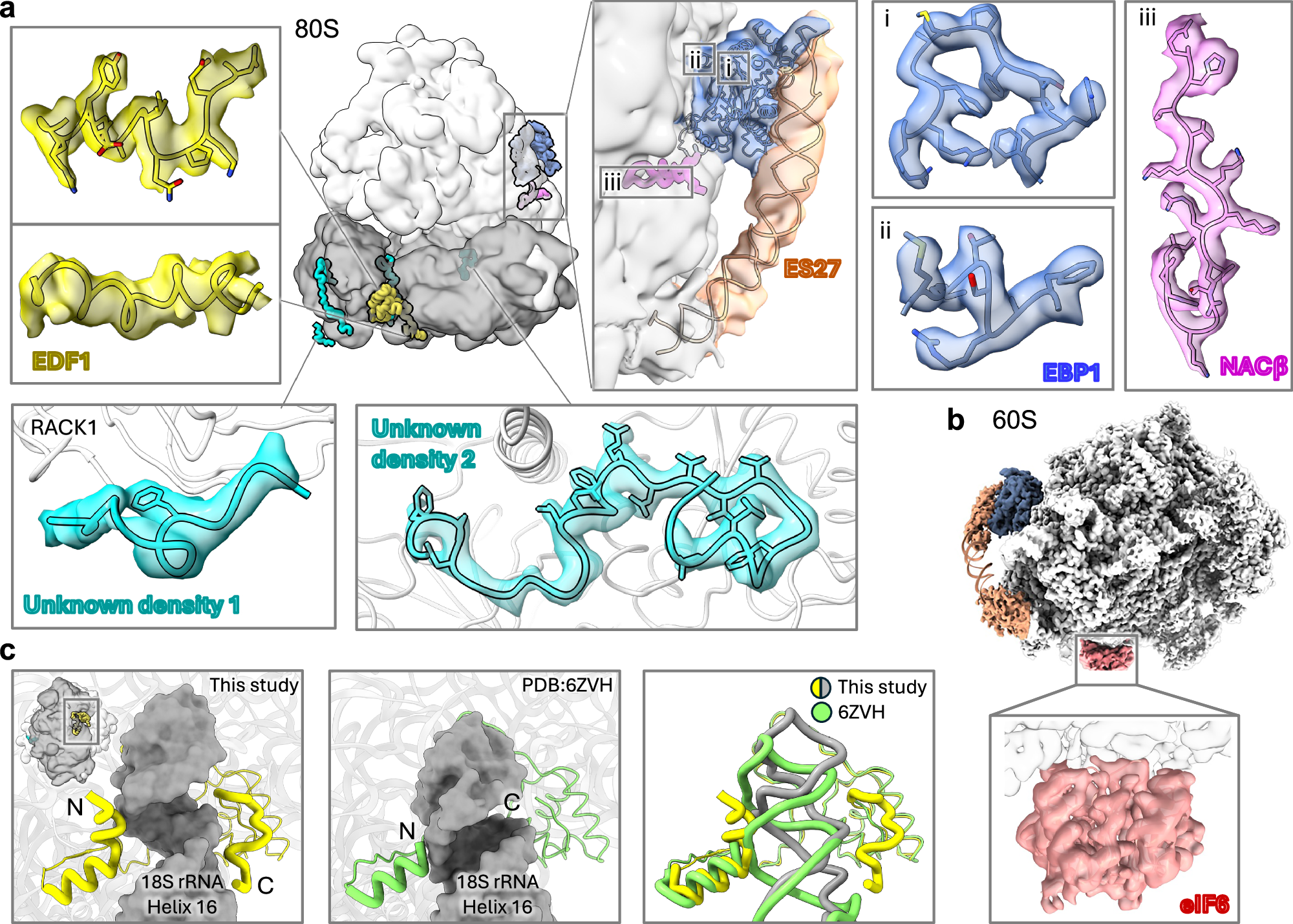 Fig. 4: Ribosome binding factors in cells.