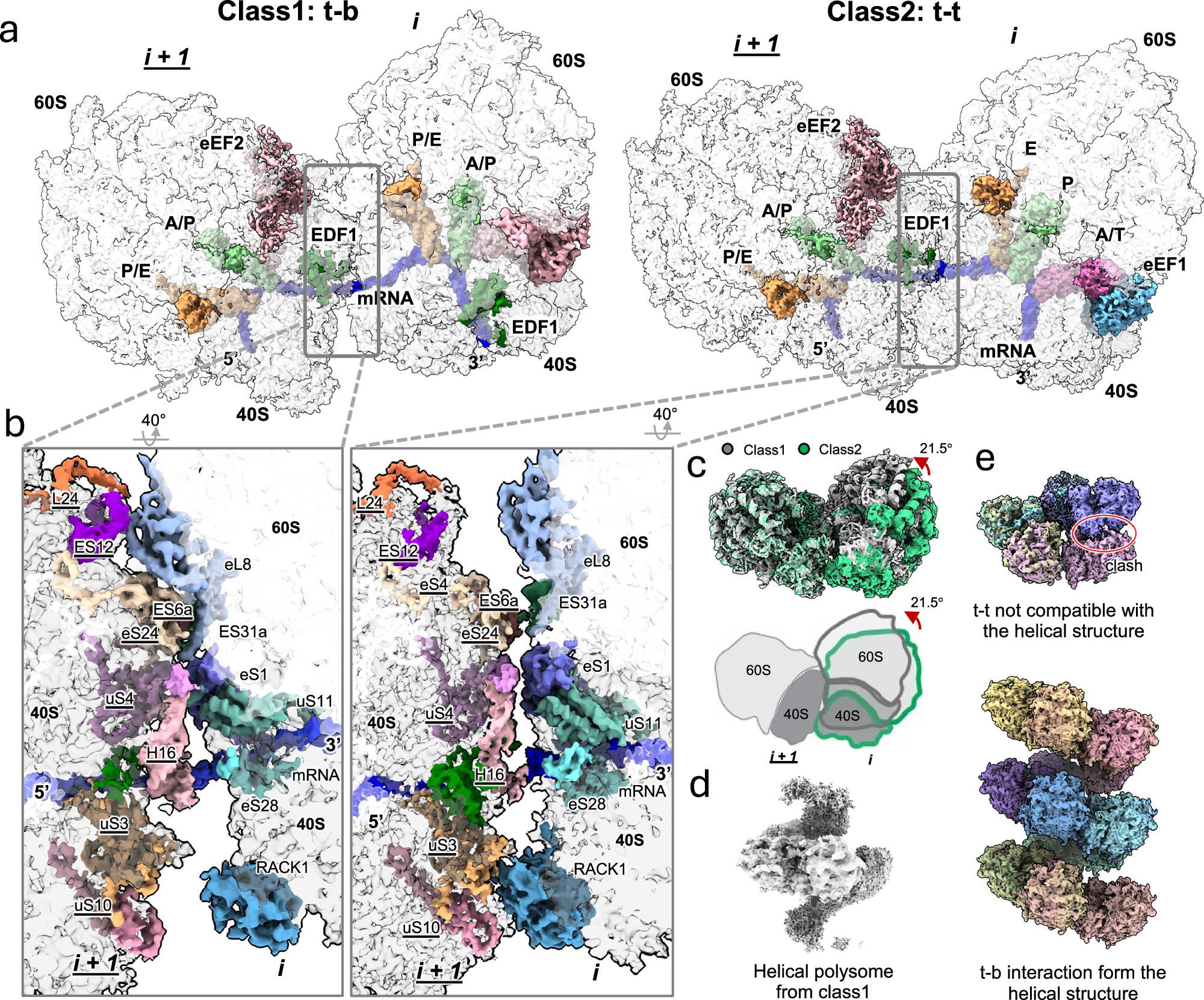 Fig. 5: Detailed interaction interface of di-ribosomes.