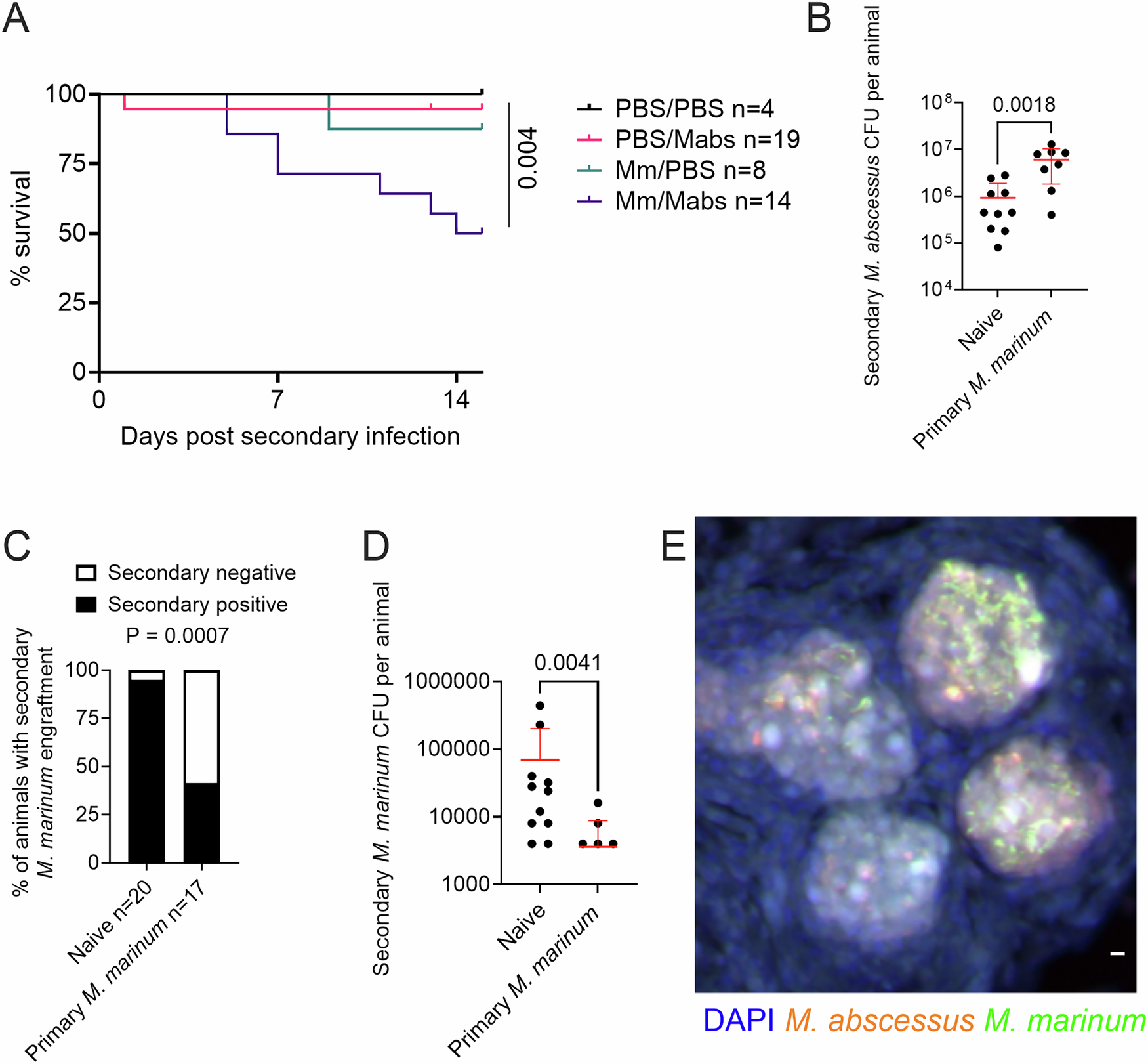 Fig. 1: Pre-existing M. marinum infection worsens secondary M. abscessus infection but protects from secondary M. marinum infection.