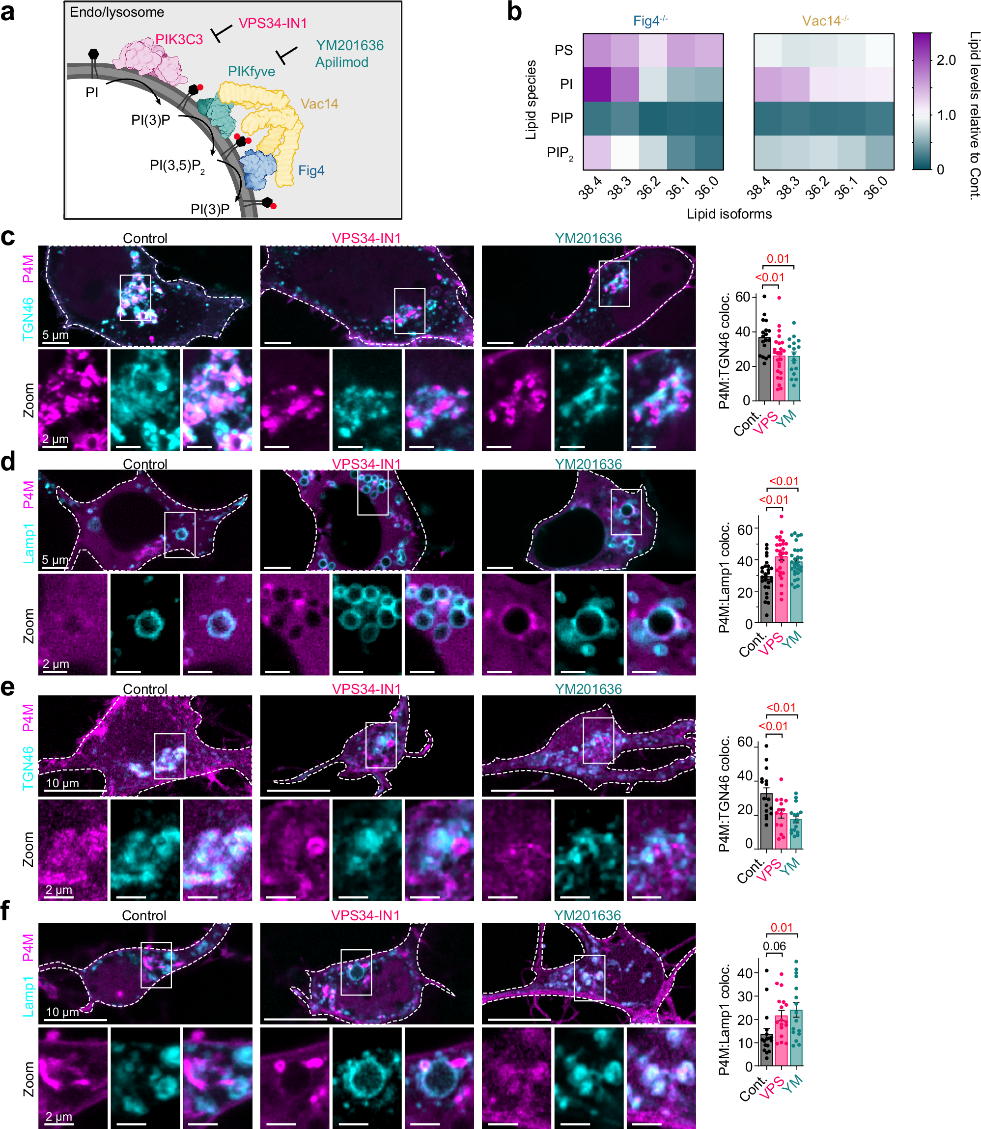 Disruption of the PIKfyve complex unveils an adaptive mechanism to promote  lysosomal repair and mitochondrial homeostasis | Nature Communications