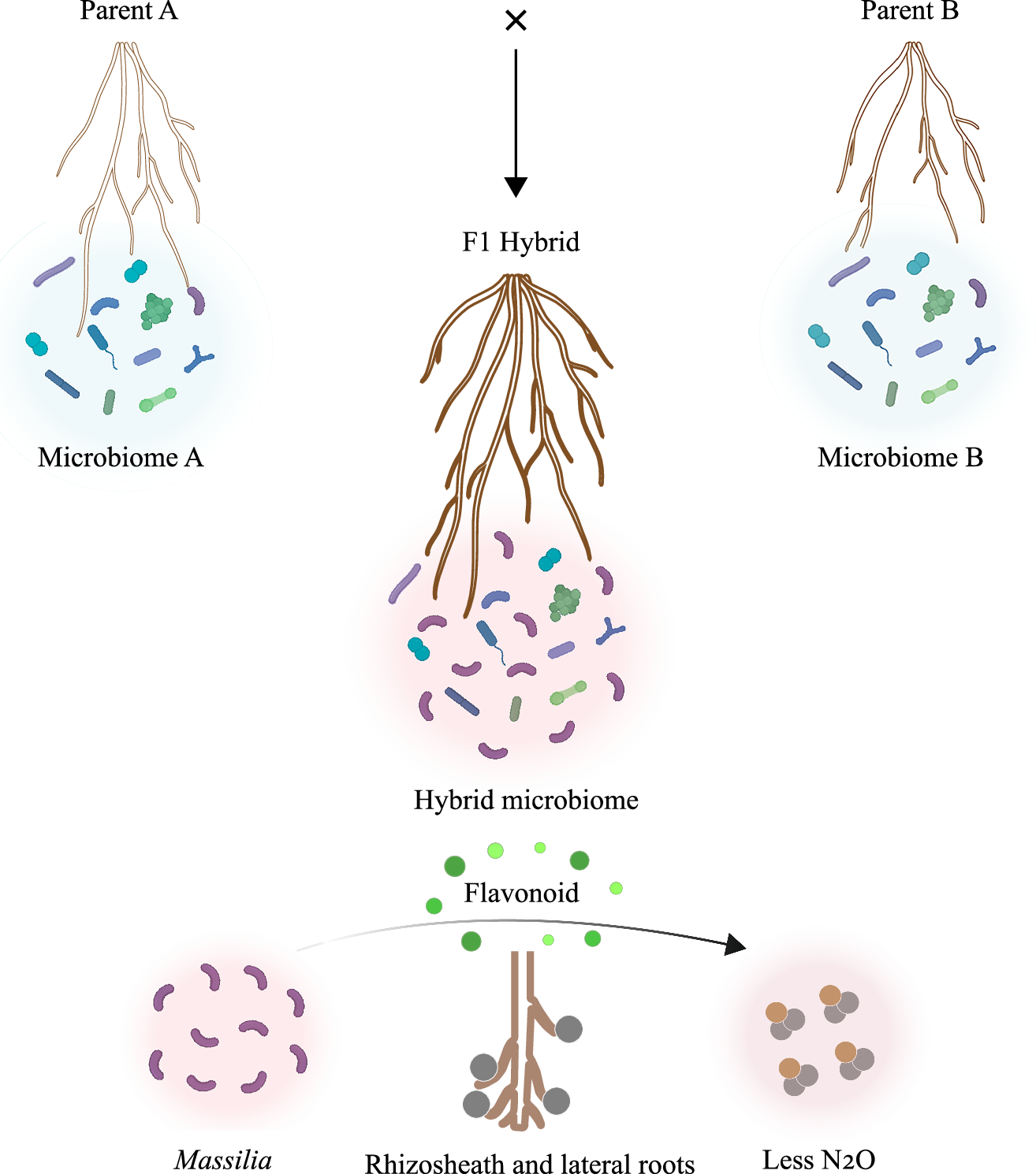 Fig. 6: Integrated model of root–microbiome–metabolite interactions associated with maize heterosis.