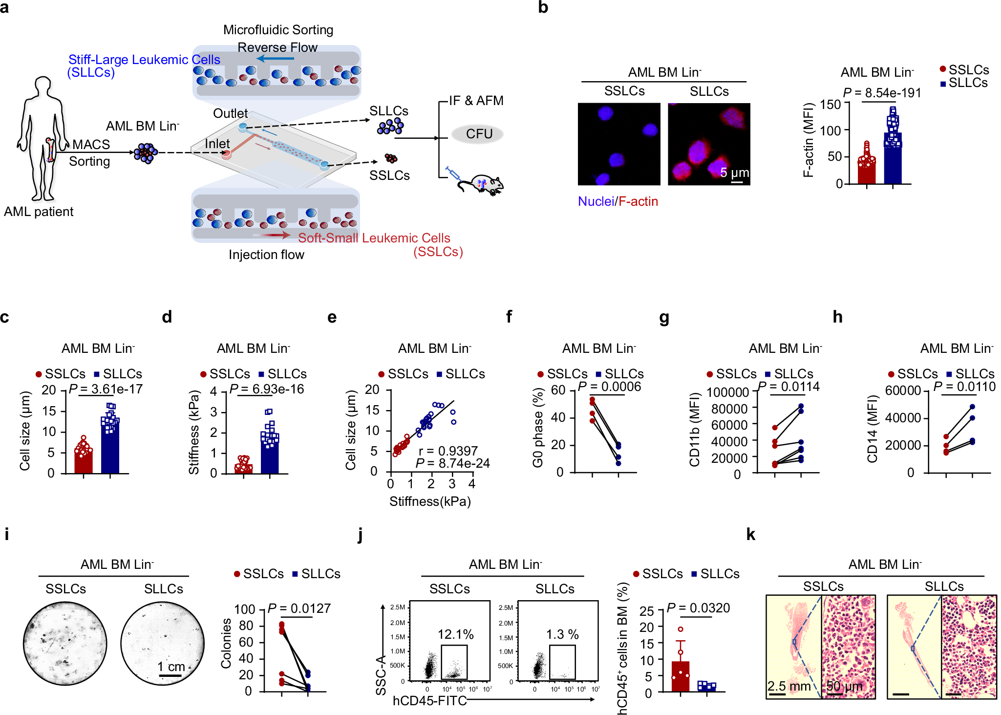 Fig. 3: Microfluidic sorting identifies SSLCs with enhanced stem cell potential in primary AML patients.
