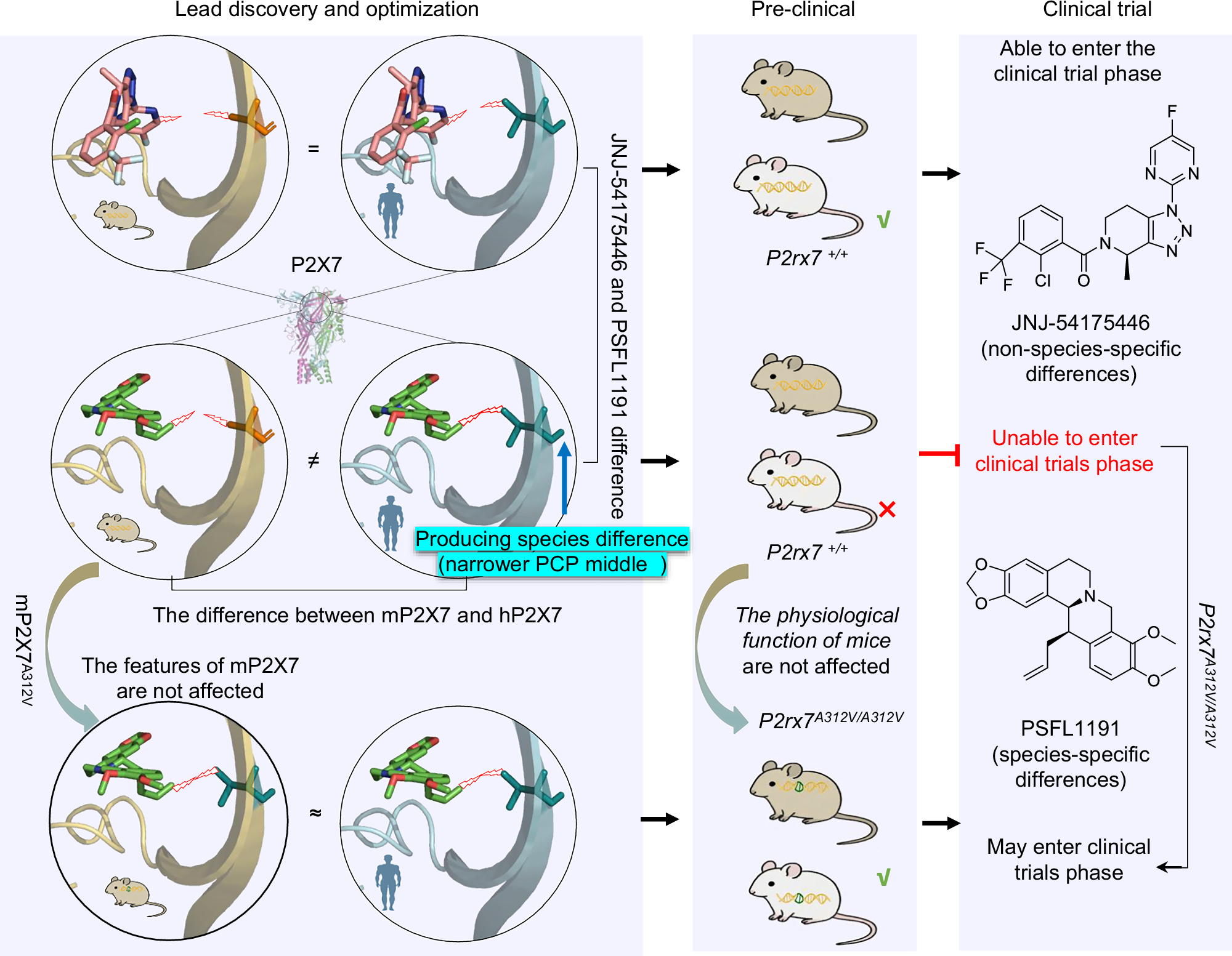 Fig. 10: Mechanism of species-specific differences in P2X7 receptor inhibitors between humans and rodents, and the construction of mice to eliminate these differences.