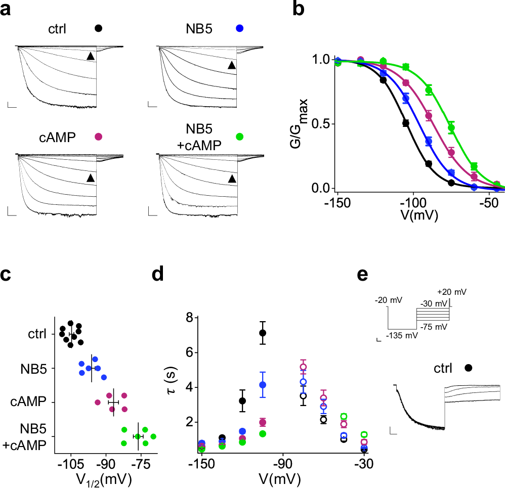 Fig. 3: Effect of NB5 in the presence of cAMP.
