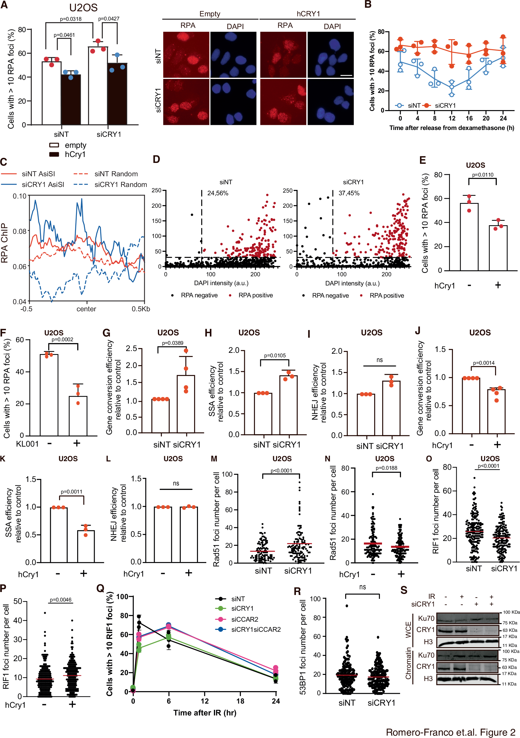 Fig. 2: Resection oscillates following a circadian pattern.