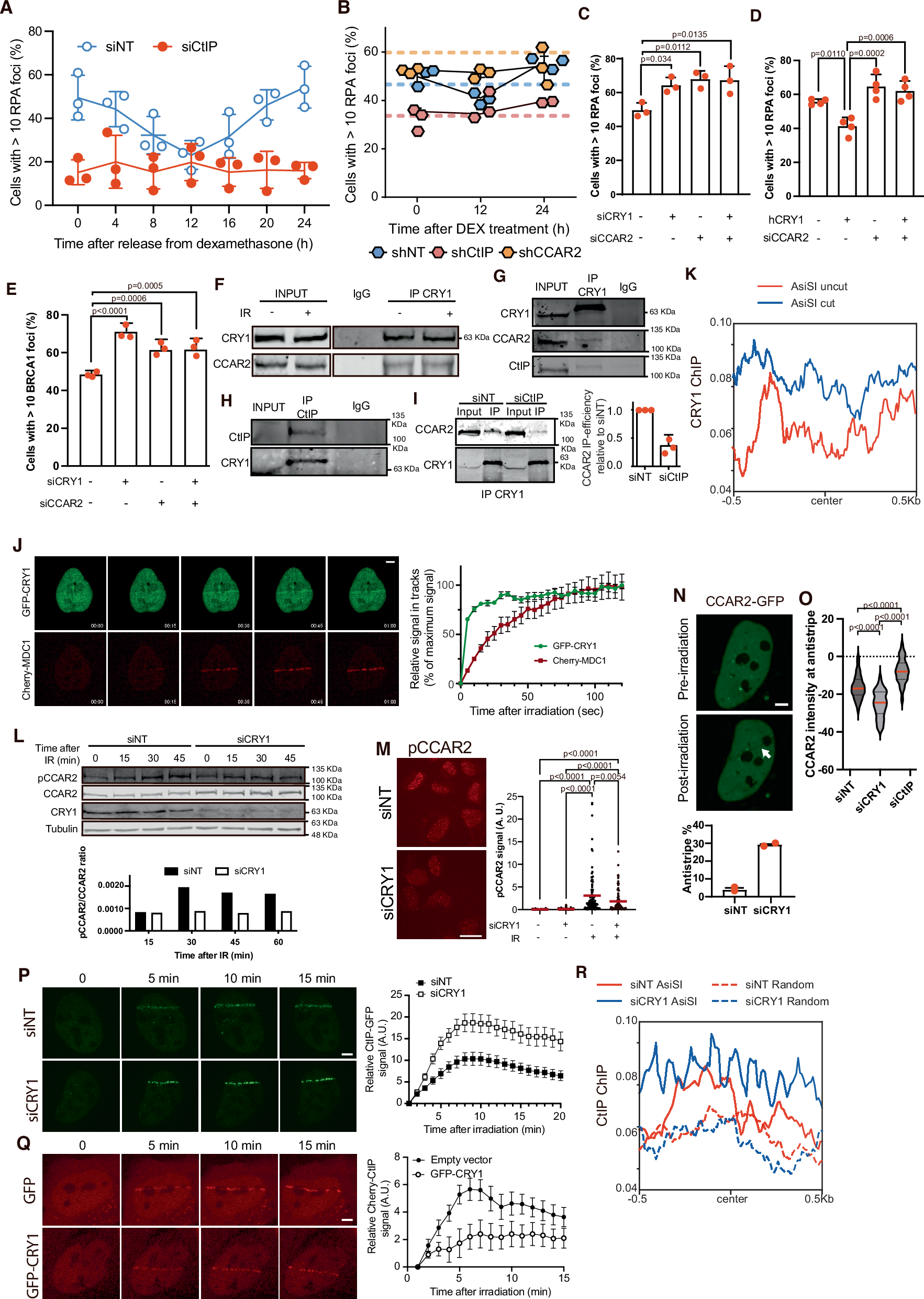 Fig. 3: CRY1 levels control DNA end resection through CCAR2 retention at DSBs.