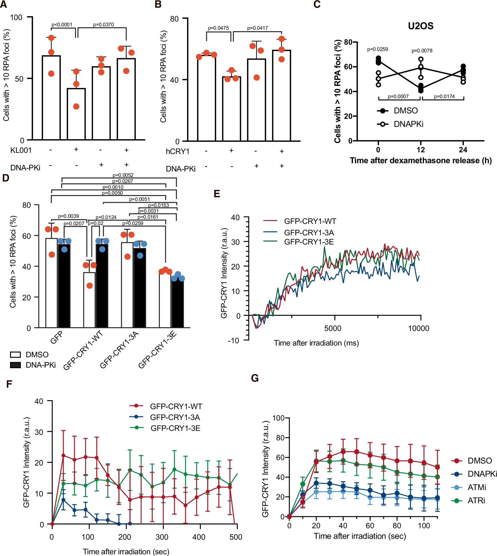 Fig. 4: DNA-PK-dependent phosphorylation of CRY1 modulates resection.