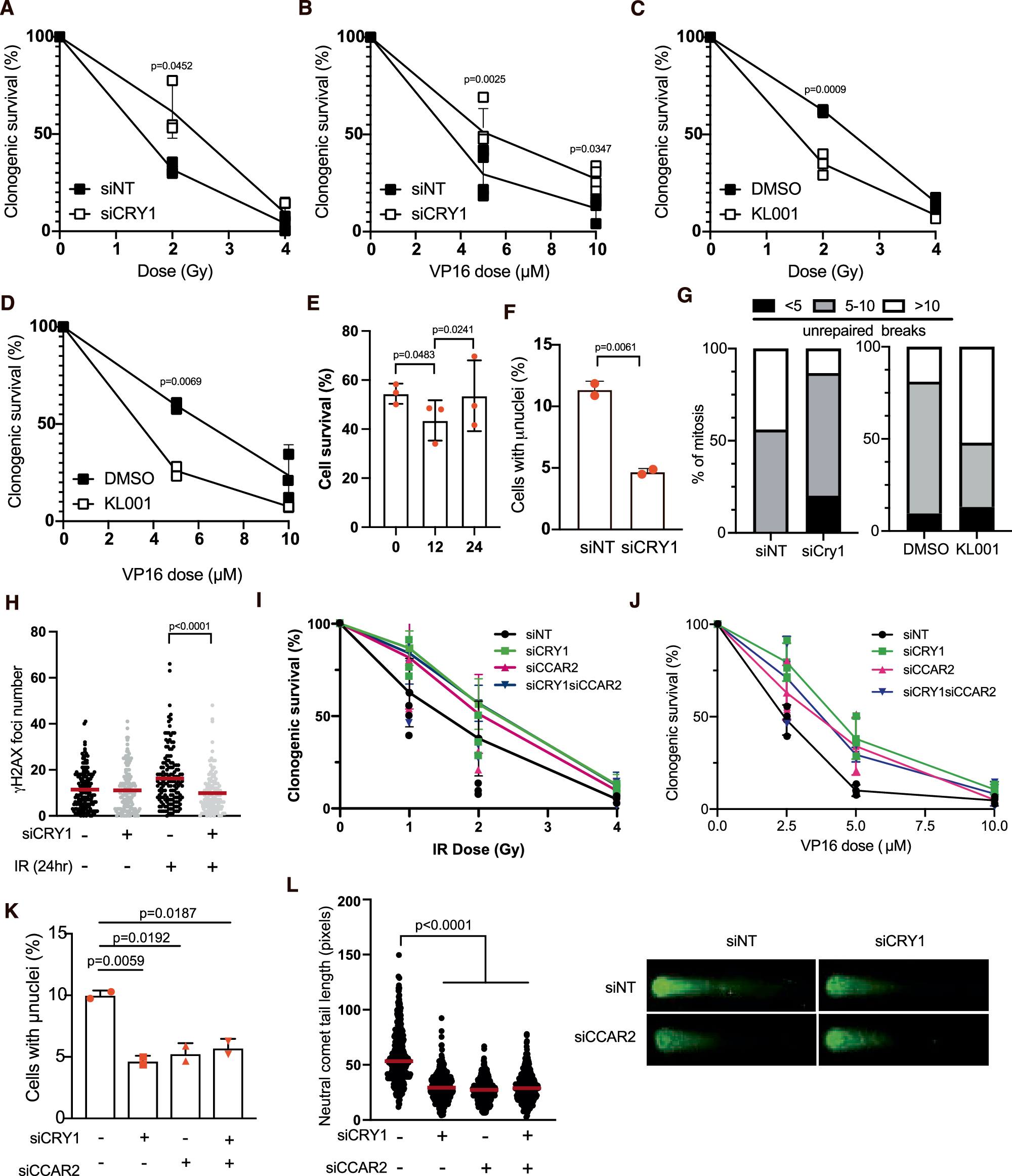 Fig. 5: CRY1 levels modulate the response to DNA damaging agents in vitro.