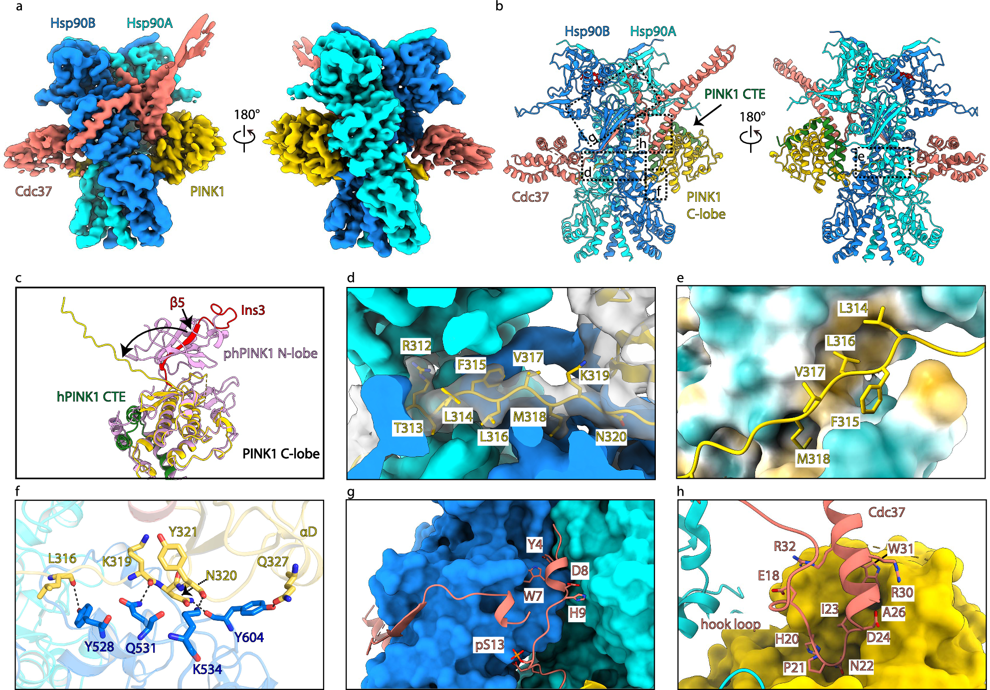 Fig. 1: Structure of Hsp90-Cdc37-PINK1 reveals the mechanism of PINK1 loading.