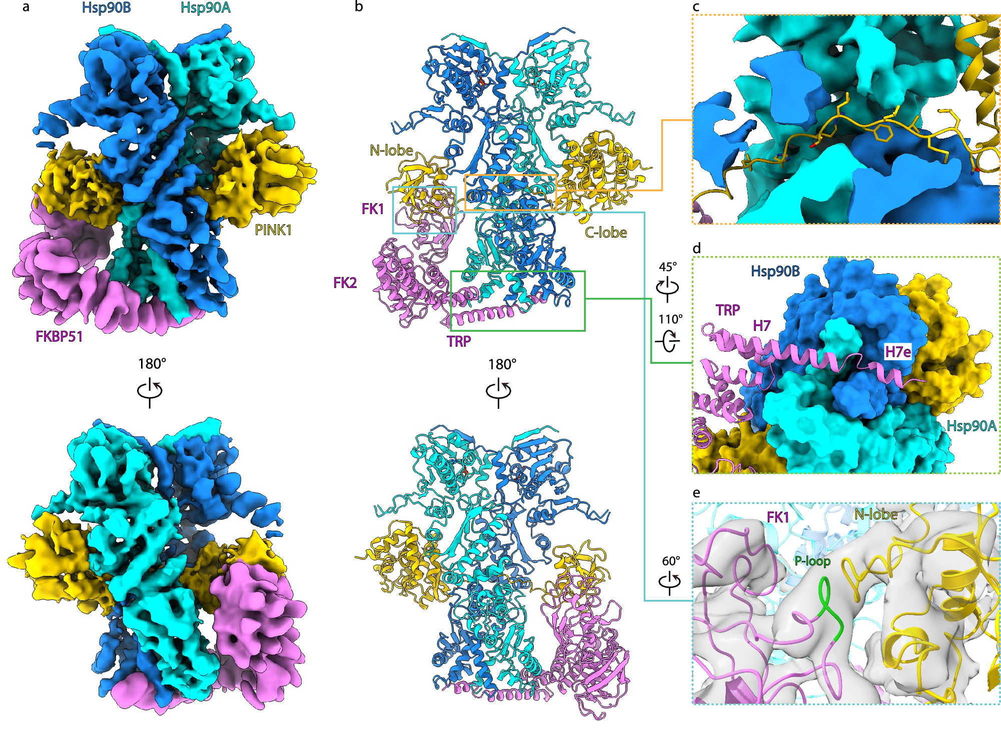 Fig. 2: Structure of Hsp90-FKBP51-PINK1 reveals the involvement of FKBP51 in PINK1 folding.